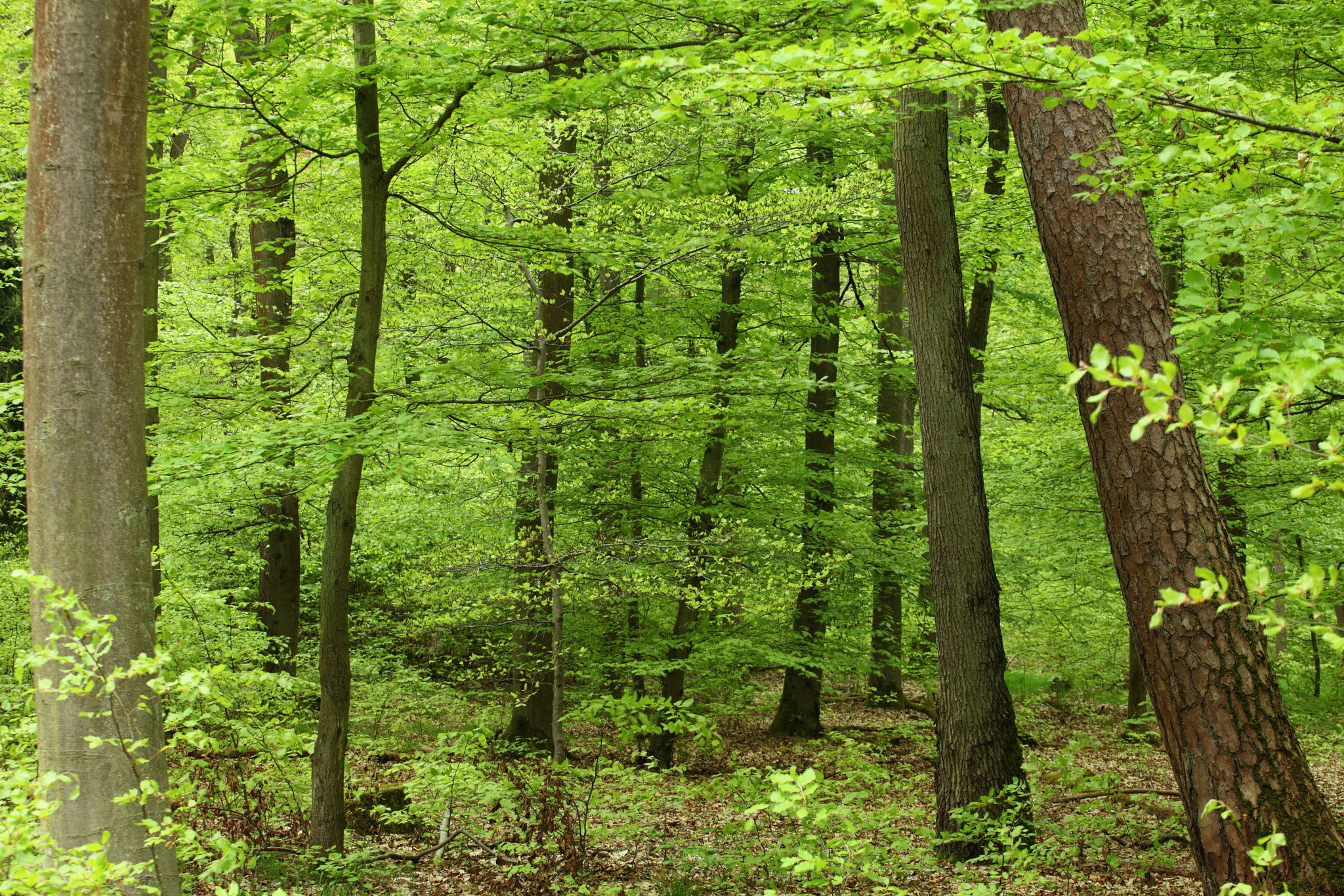 Canon EF 70-200mm F4L USM sample photo. Light green forest photography