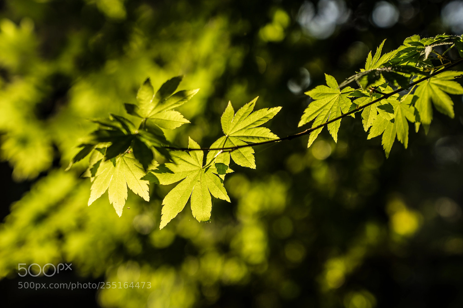 Sony a9 sample photo. Before sunset photography