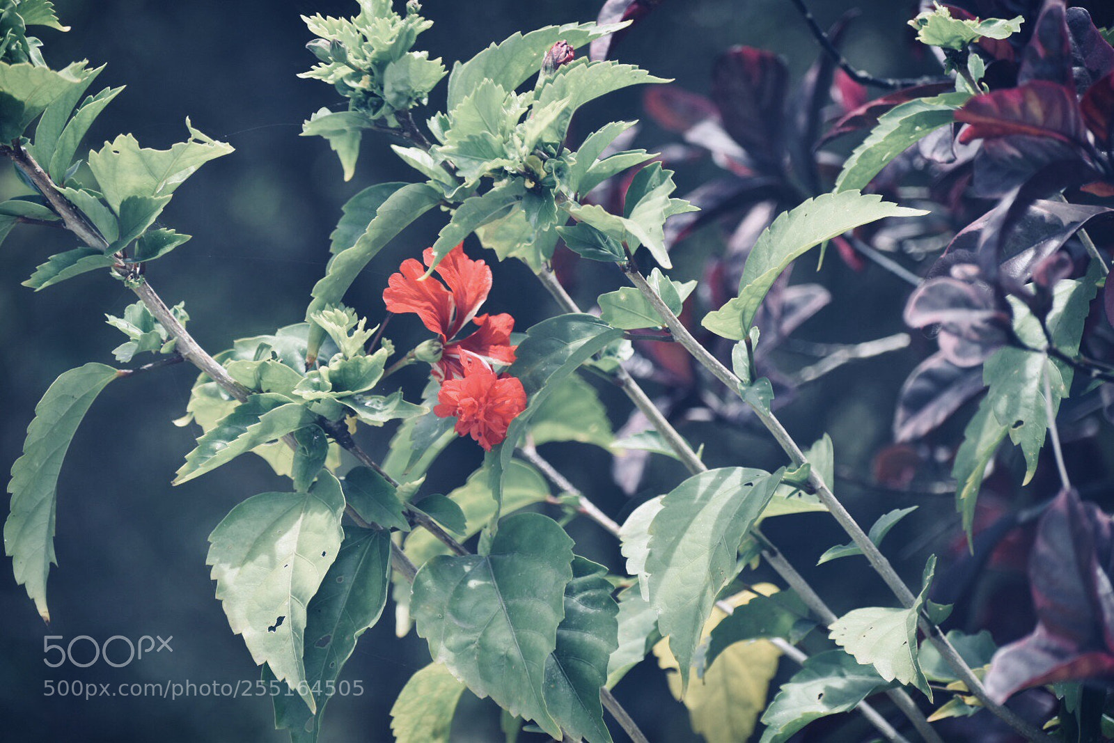 Nikon D5600 sample photo. One hibiscus  photography