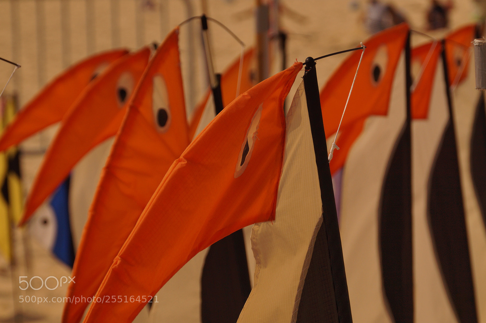 Sony SLT-A58 sample photo. Pingouins volants 
flying penguin photography