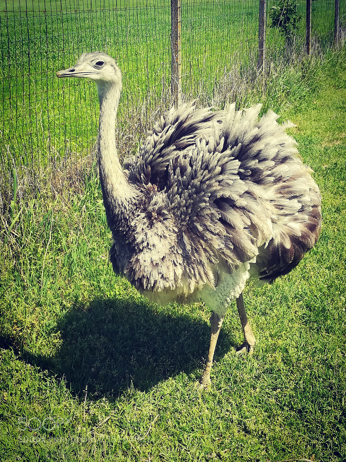 HUAWEI honor 6x sample photo. Astrobiopark felizzano (al) italy photography