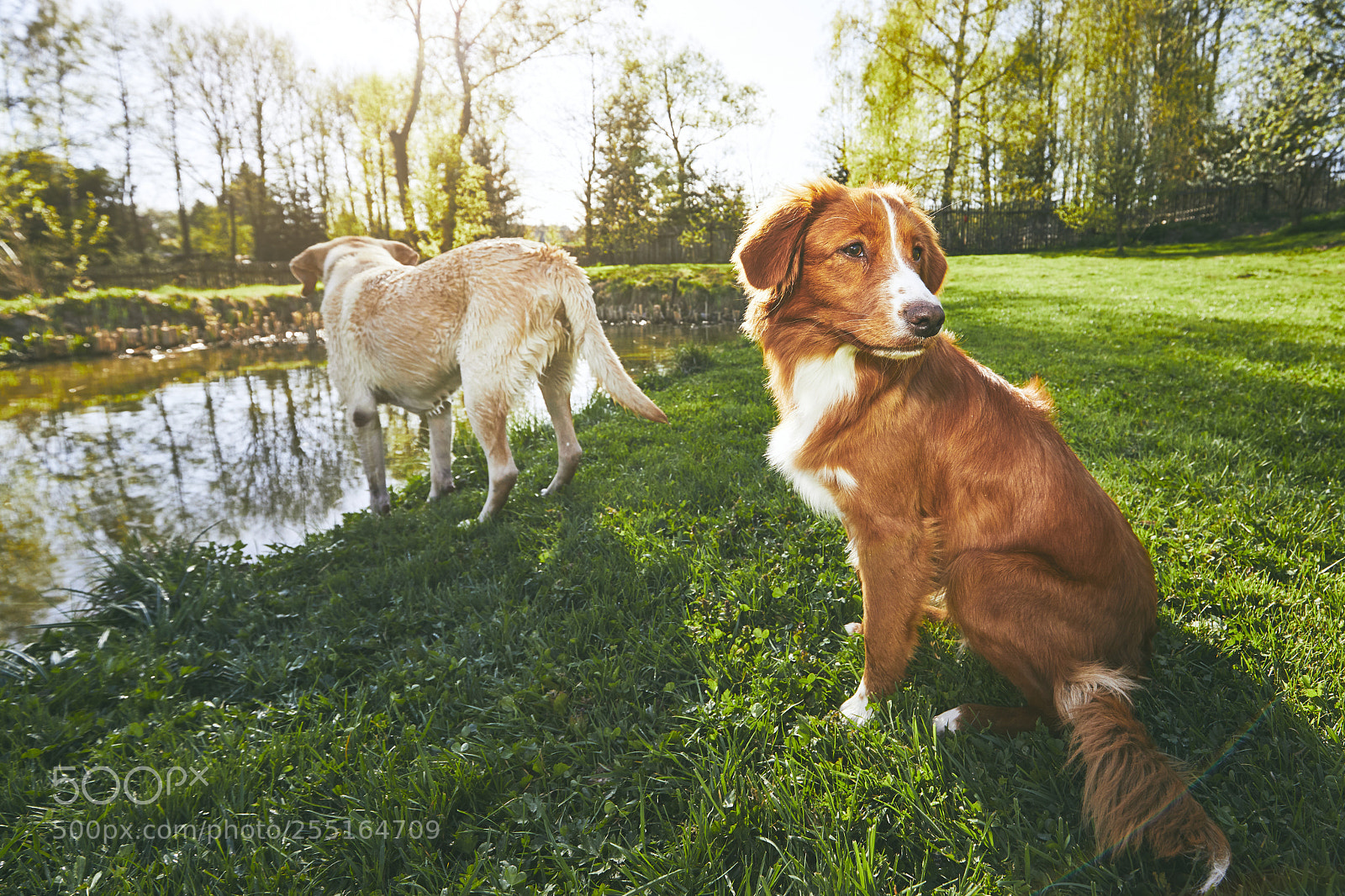 Canon EOS 5D Mark IV sample photo. Two friendly dogs in photography