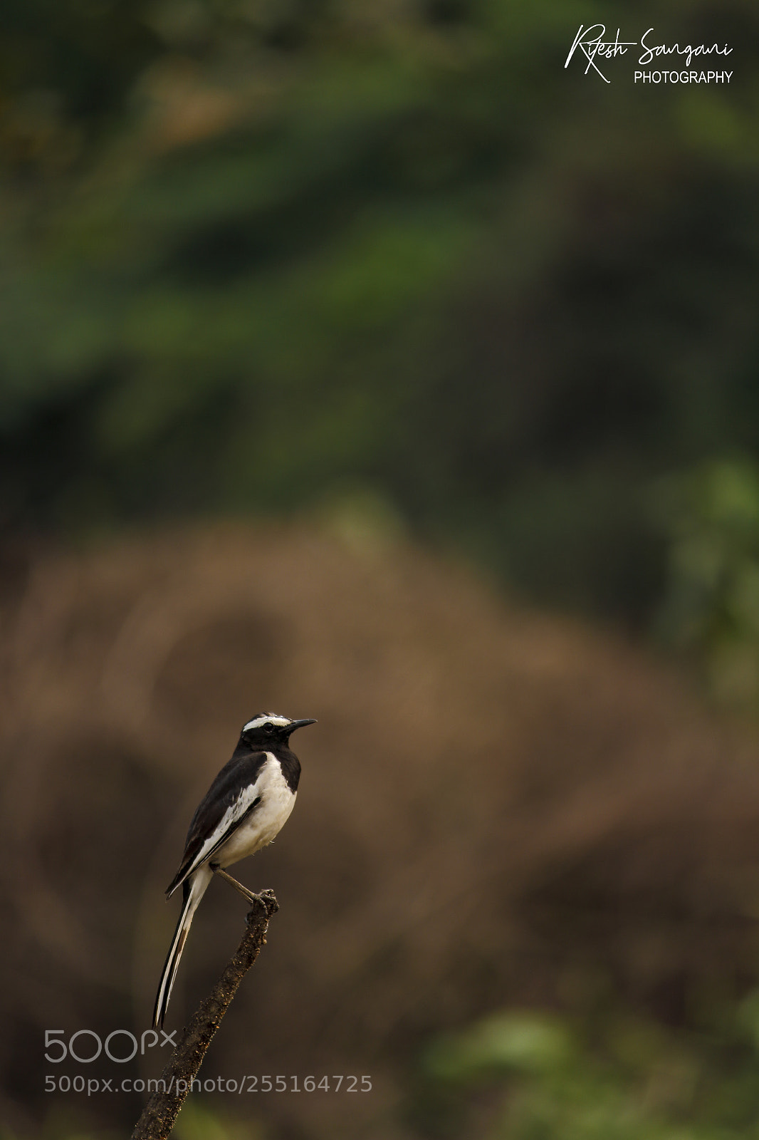 Canon EOS 700D (EOS Rebel T5i / EOS Kiss X7i) sample photo. Pied wagtail.....! photography