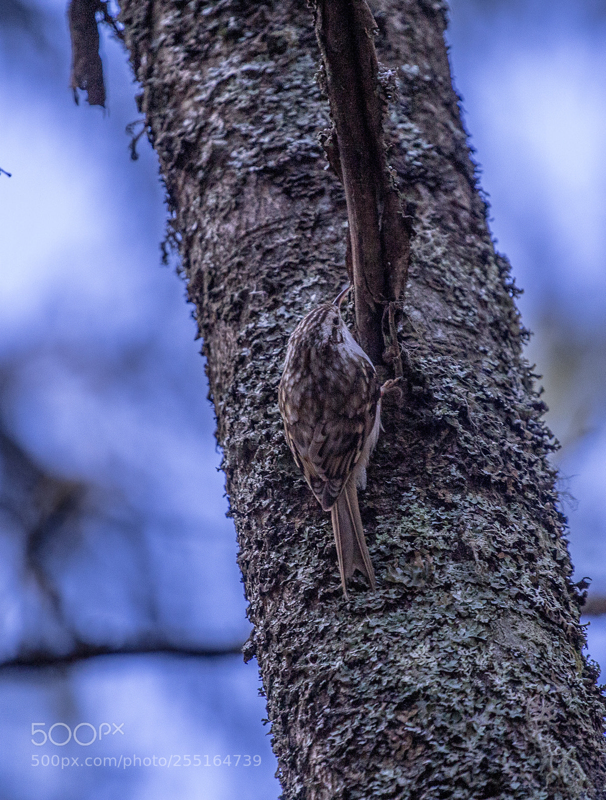 Canon EOS 700D (EOS Rebel T5i / EOS Kiss X7i) sample photo. A resident of the photography