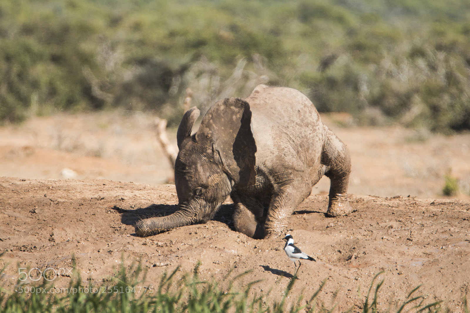 Canon EOS 70D sample photo. Young elephant stumbles. photography