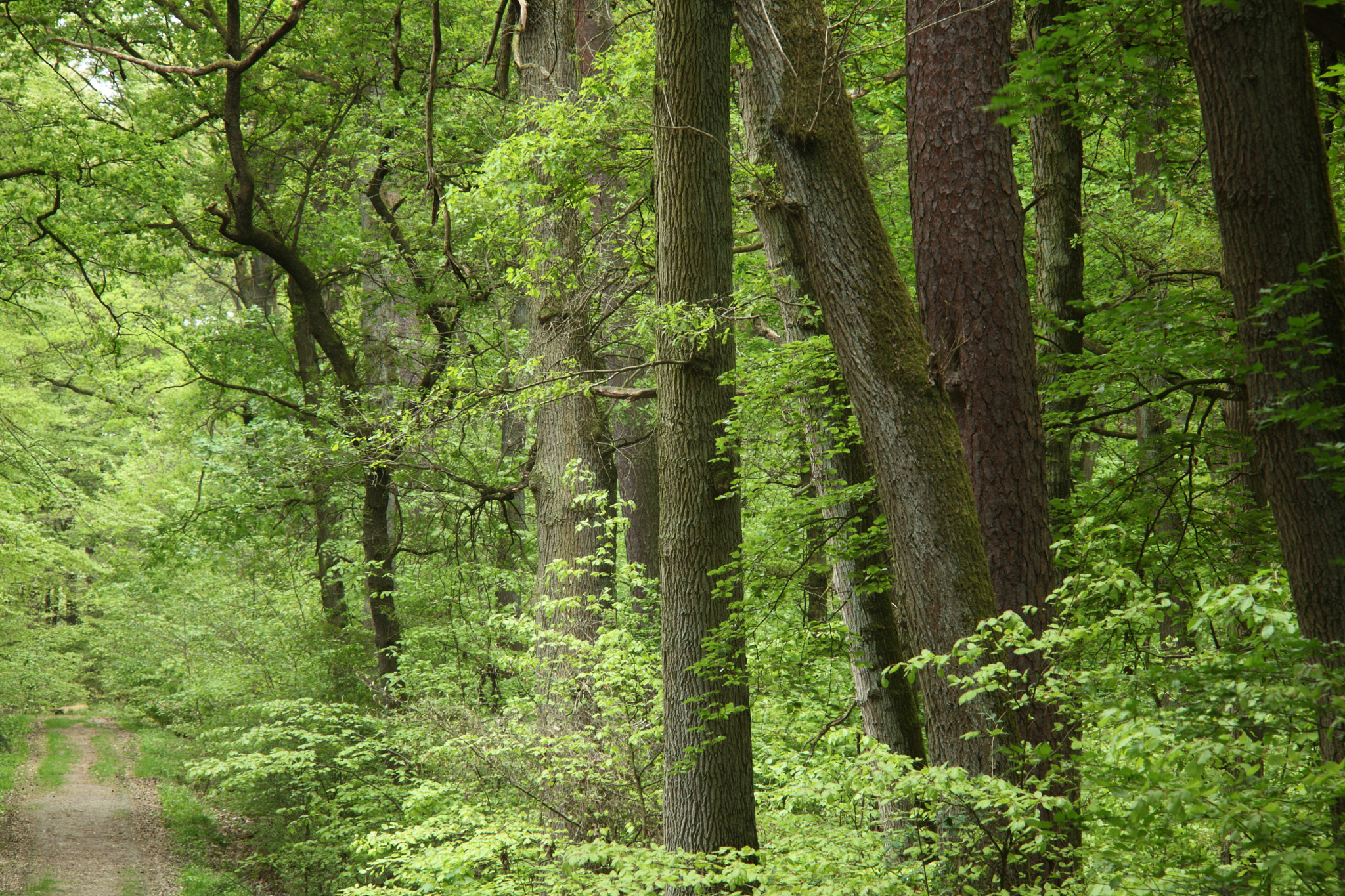 Canon EOS 5D Mark II + Canon EF 35-80mm f/4-5.6 sample photo. The trees photography