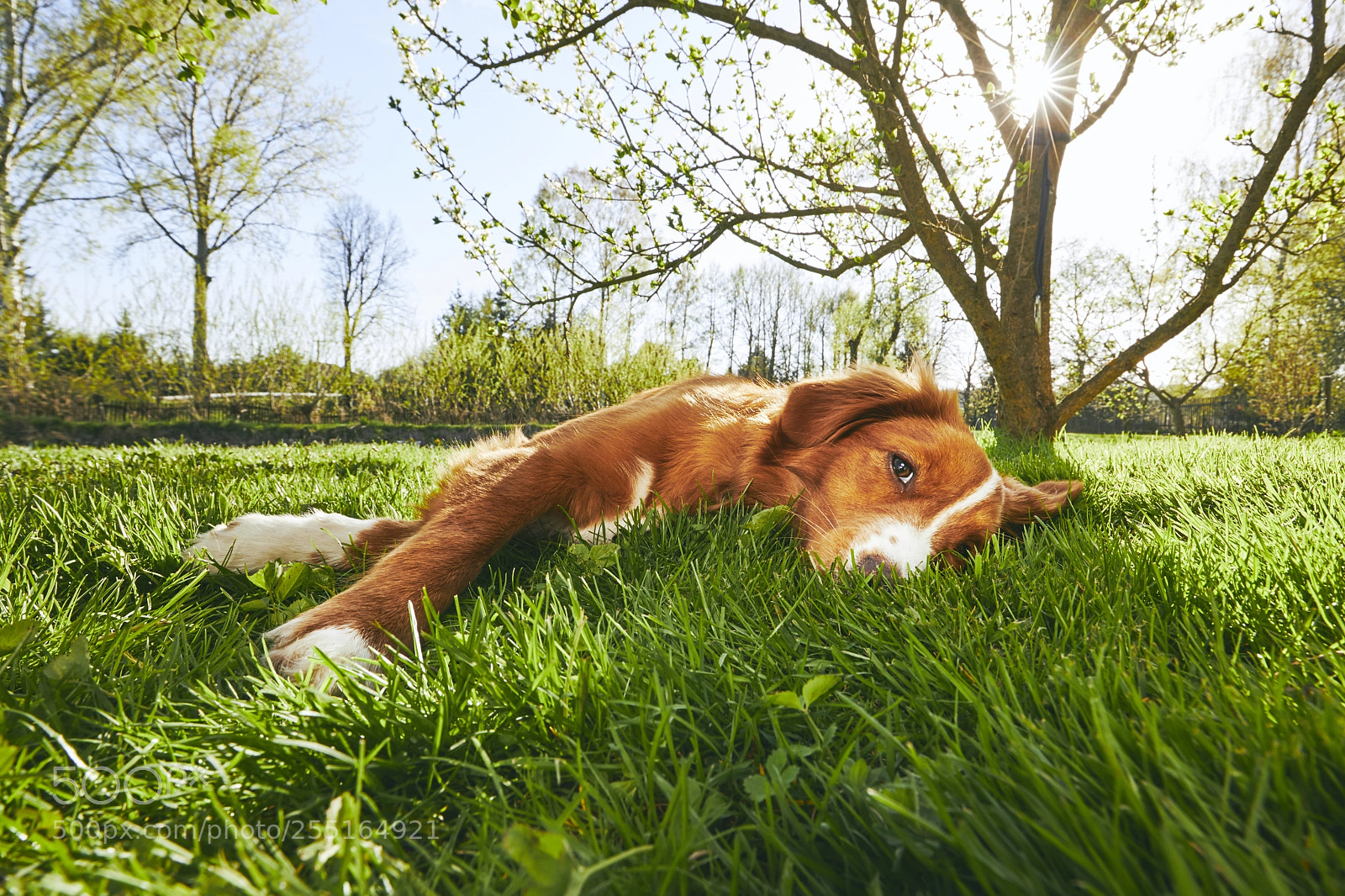 Canon EOS 5D Mark IV sample photo. Dog resting on the photography