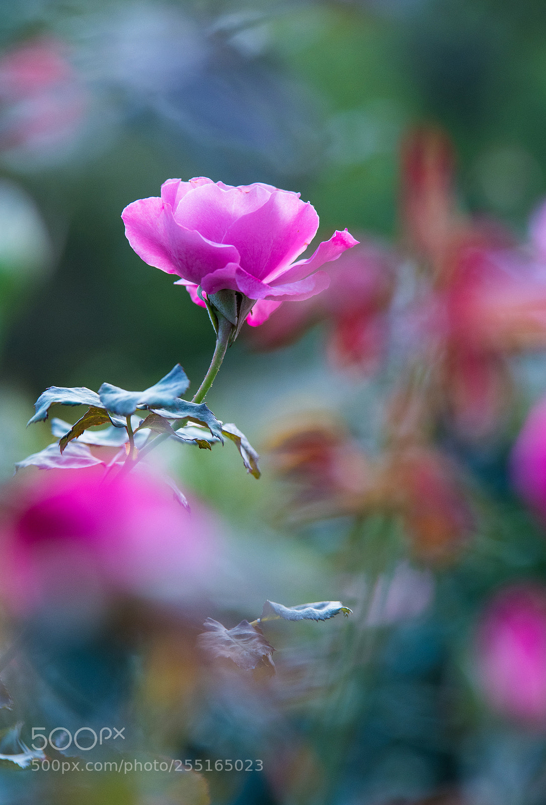 Nikon D810 sample photo. Untitled photography