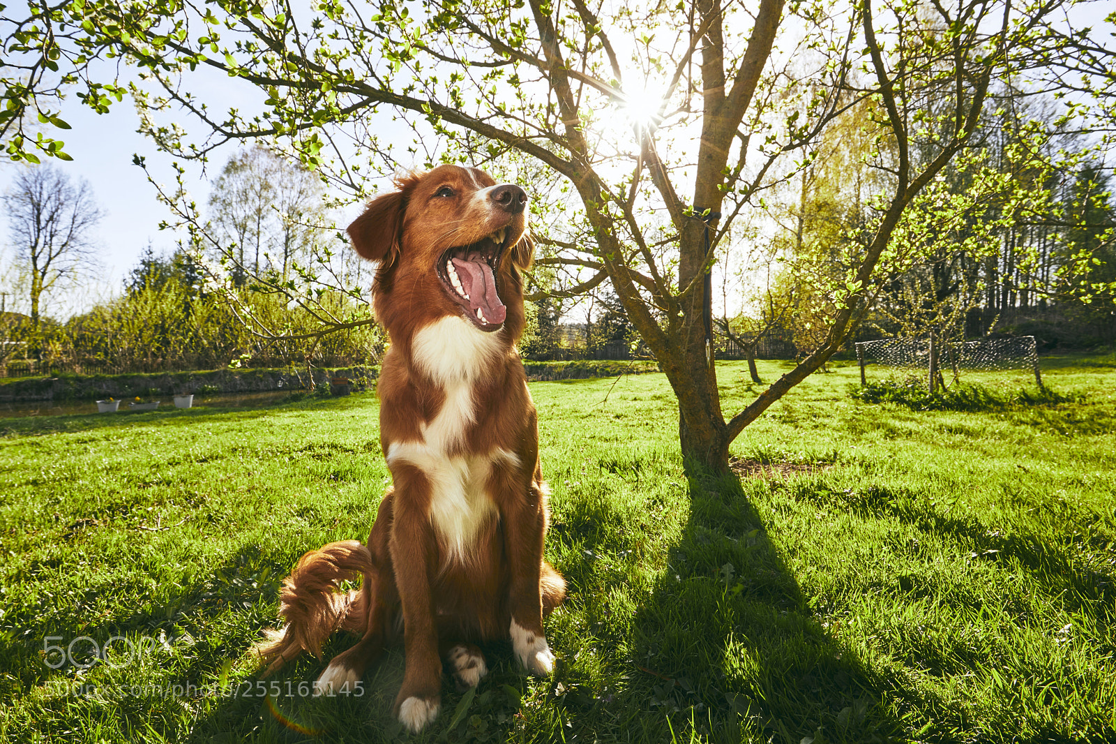Canon EOS 5D Mark IV sample photo. Dog resting on the photography