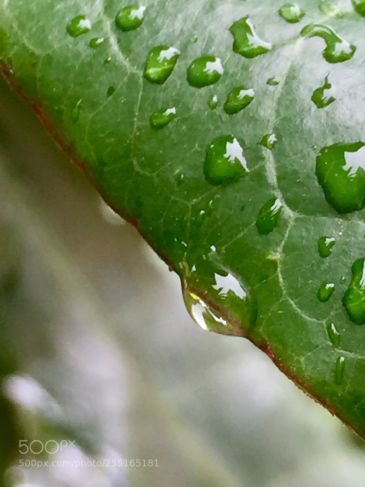 Apple iPhone 6 Plus sample photo. Water on leaf photography