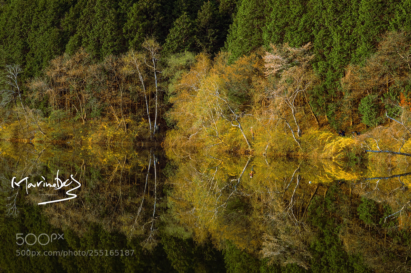Nikon D4S sample photo. 용비지의 봄꽃 반영 photography