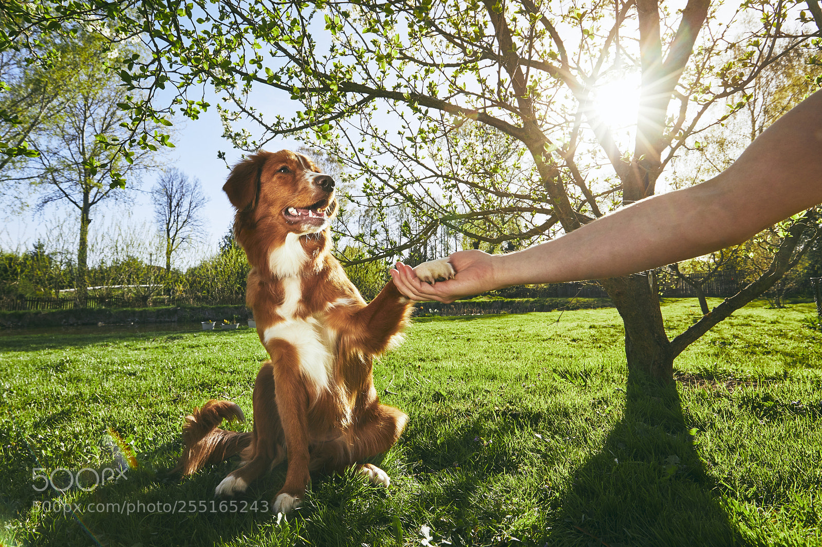 Canon EOS 5D Mark IV sample photo. Man holding paw of photography