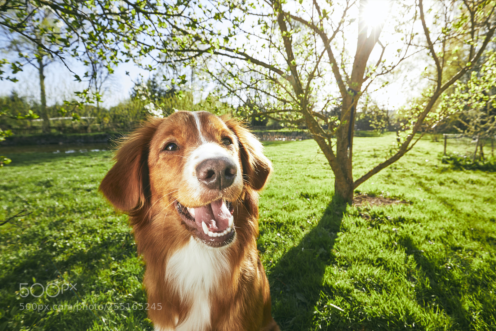 Canon EOS 5D Mark IV sample photo. Dog resting on the photography