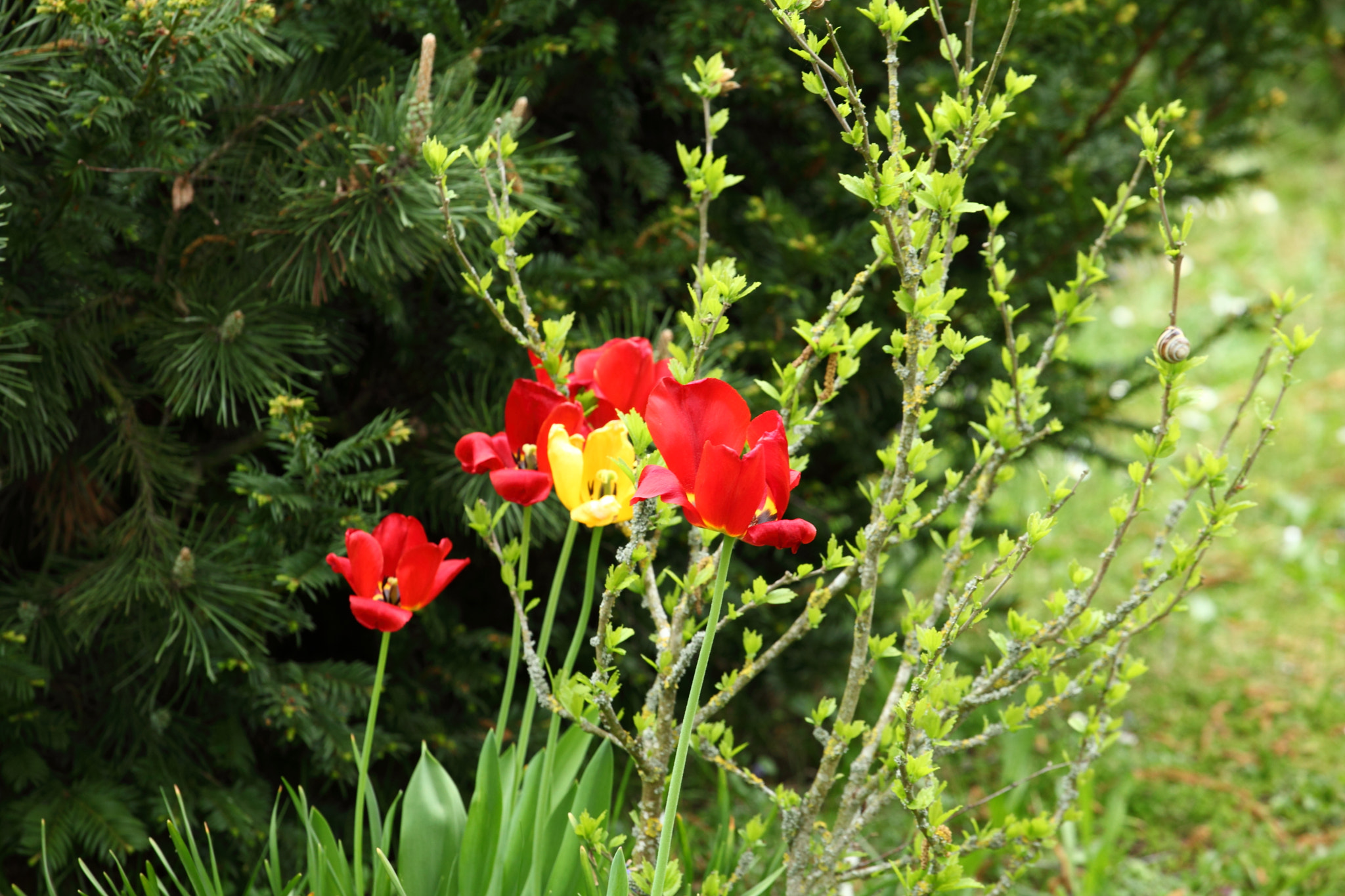 Canon EF 70-200mm F4L USM sample photo. Red tulip photography