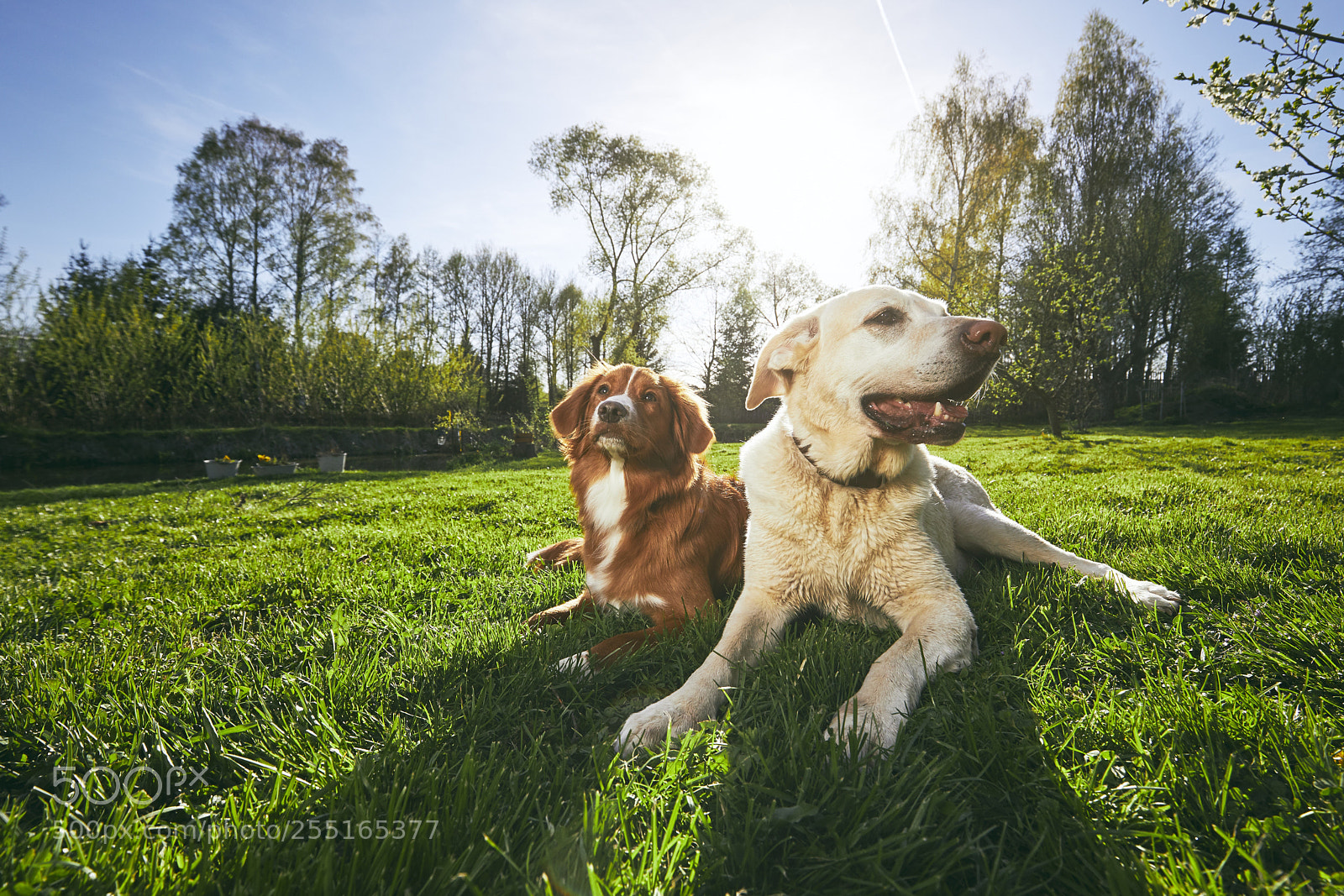 Canon EOS 5D Mark IV sample photo. Two friendly dogs in photography