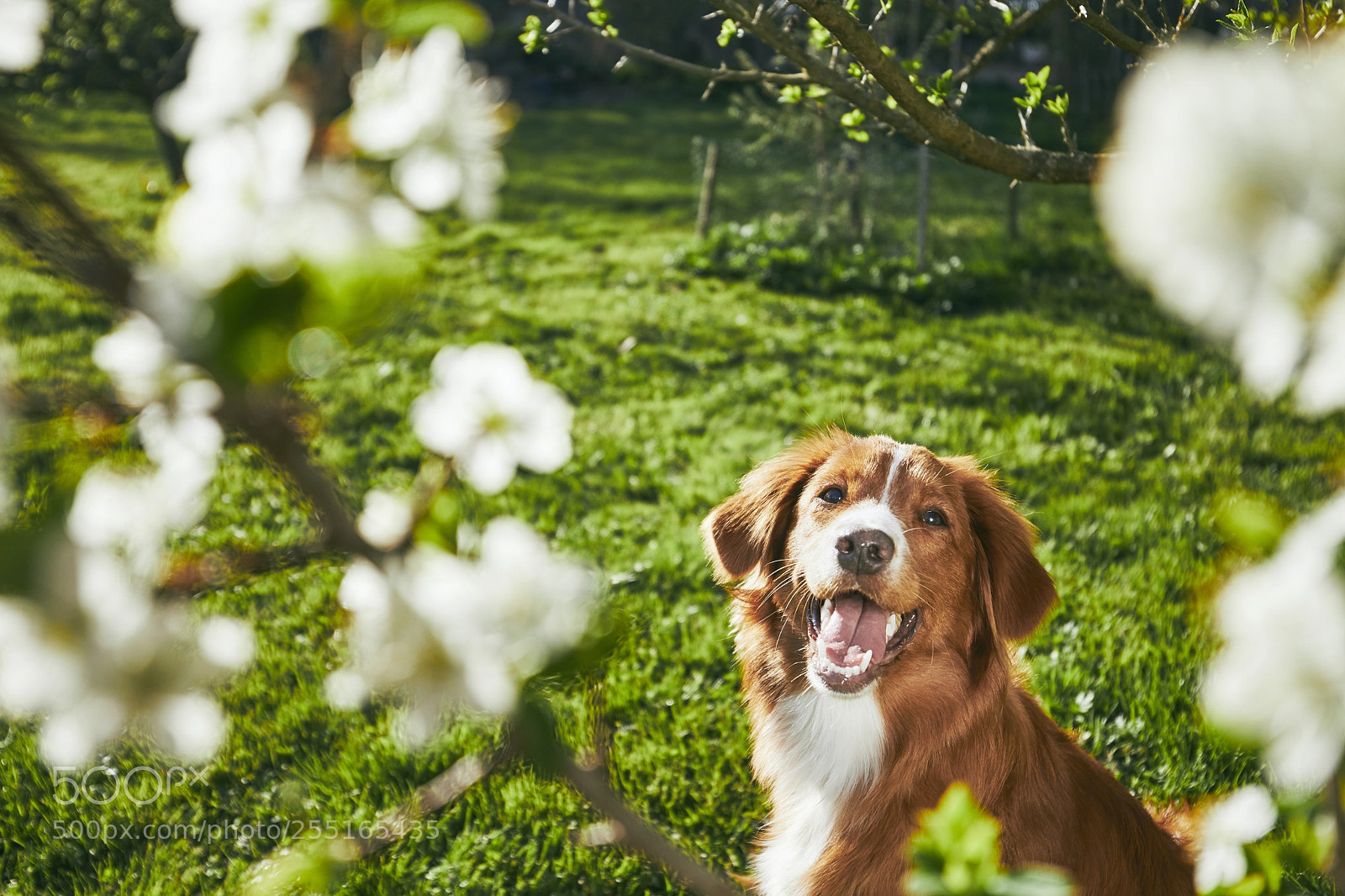 Canon EOS 5D Mark IV sample photo. Dog resting on the photography