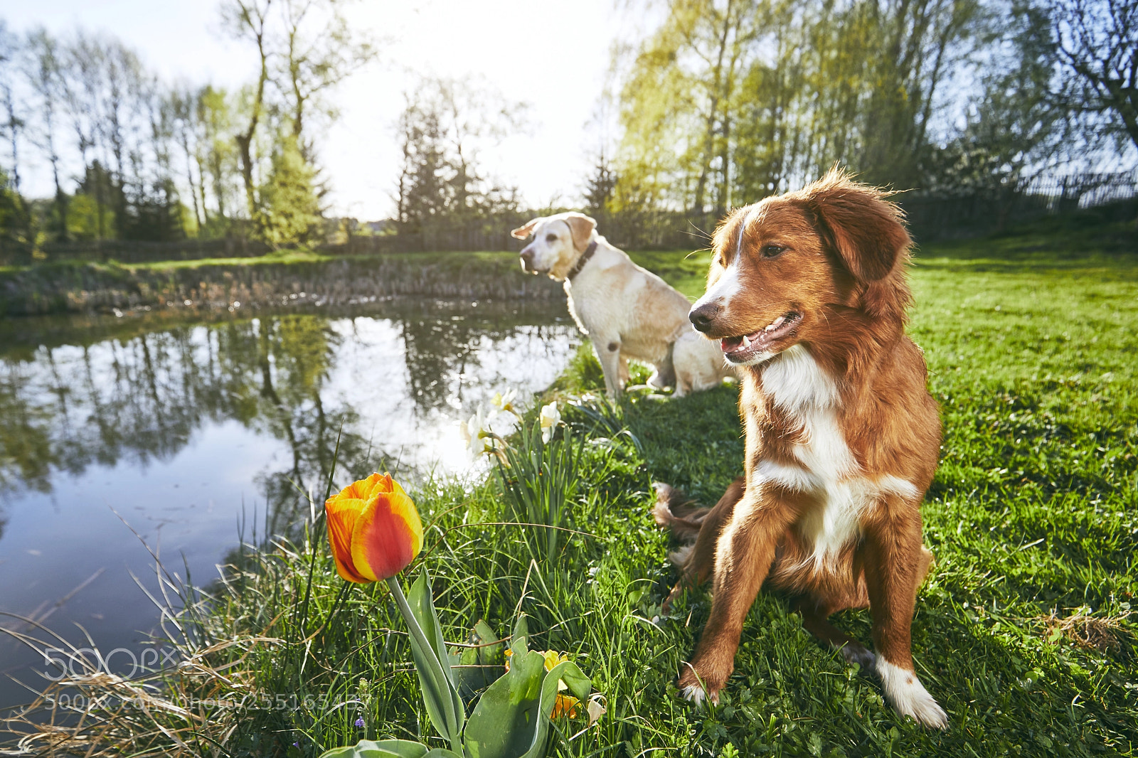 Canon EOS 5D Mark IV sample photo. Two friendly dogs in photography