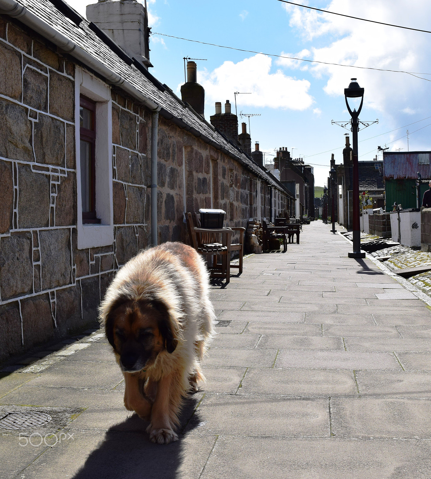 Nikon D5300 sample photo. A dog’s life in fittie photography