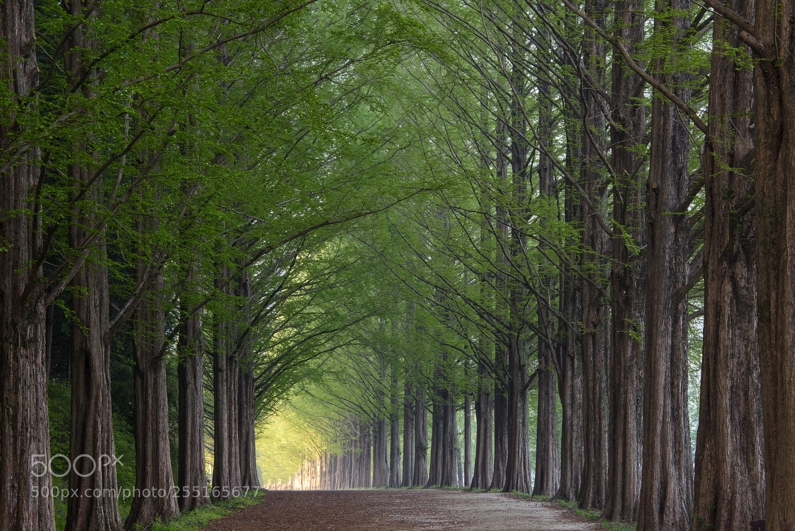 Nikon D810 sample photo. Road to hope photography