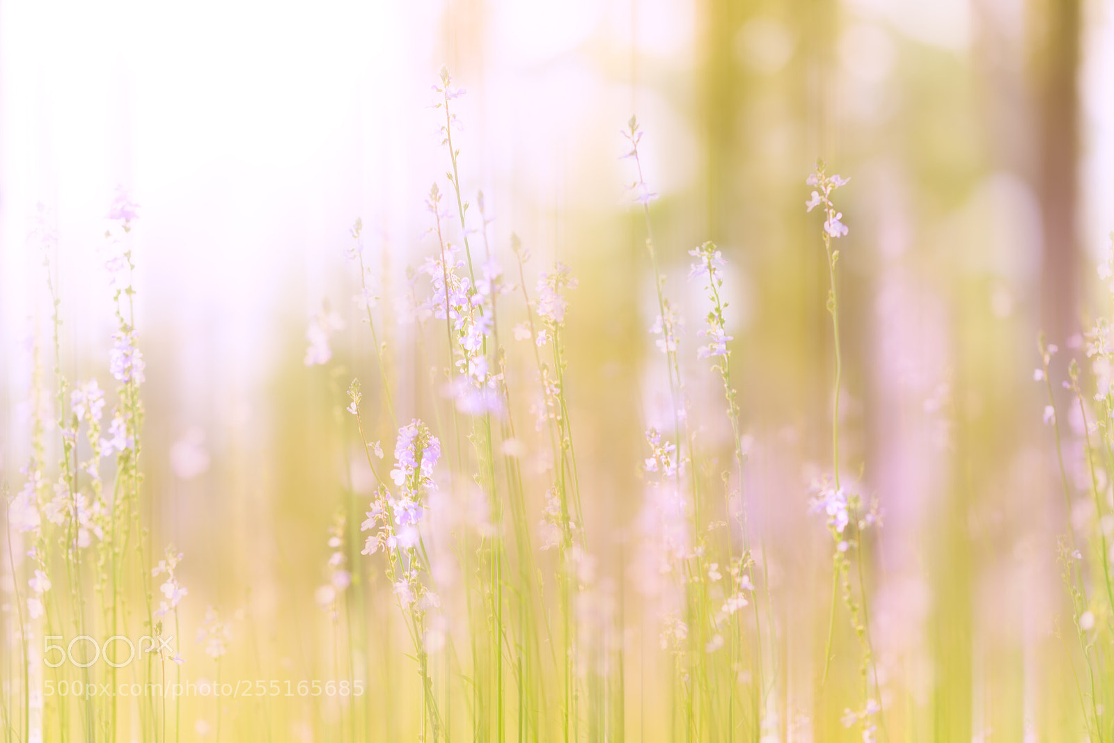 Nikon D810 sample photo. Melt photography