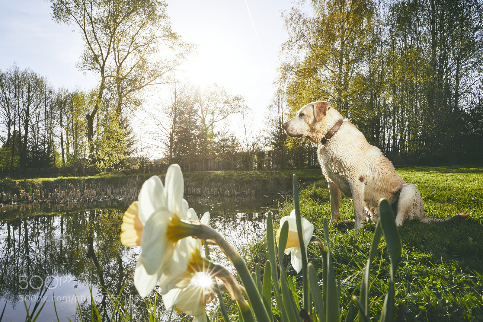 Canon EOS 5D Mark IV sample photo. Labrador in spring nature photography