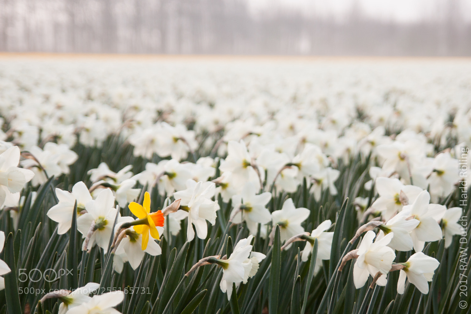 Canon EOS 50D sample photo. Be the one photography