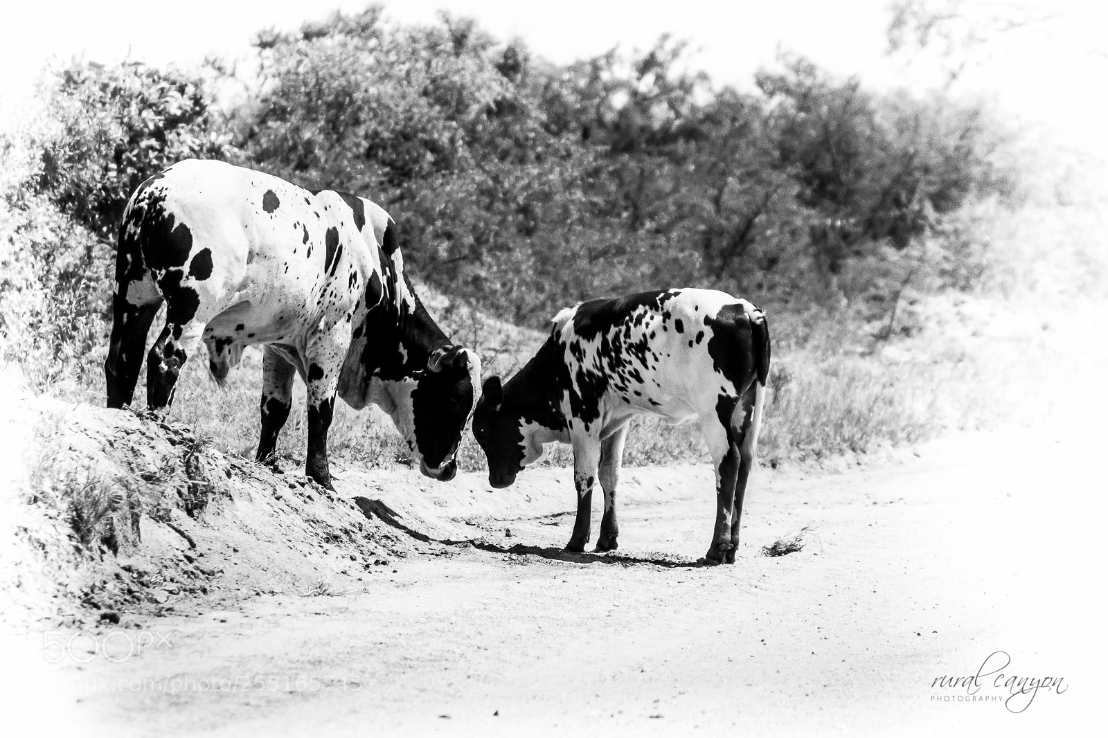 Canon EOS 60D sample photo. Nguni calves photography