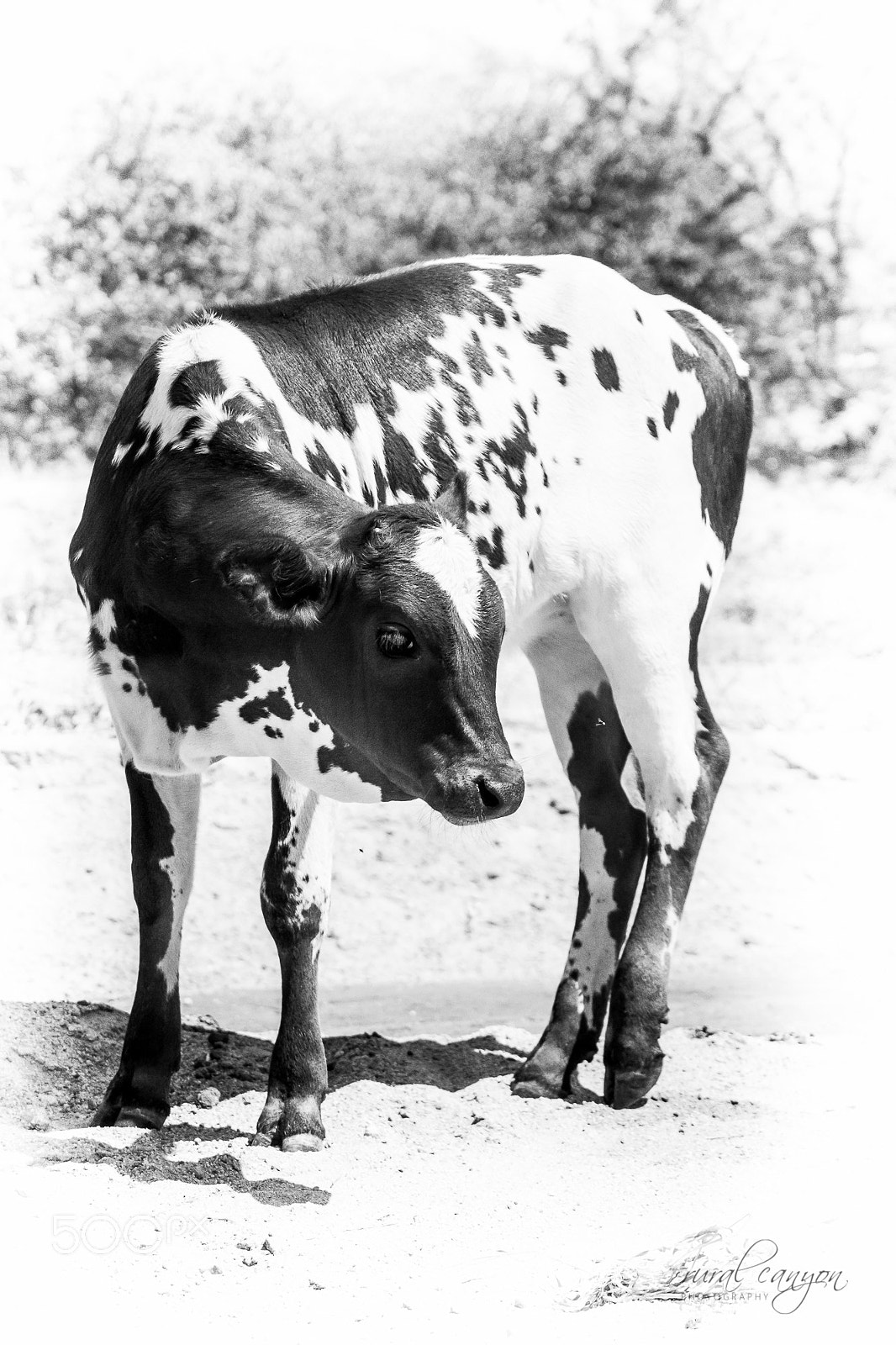 Canon EOS 60D sample photo. Nguni calf photography