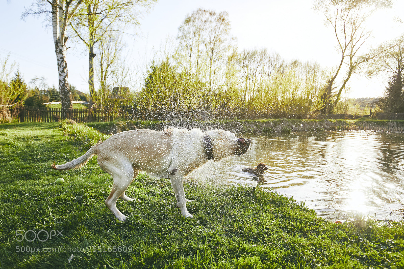 Canon EOS 5D Mark IV sample photo. Dog shaking off water photography