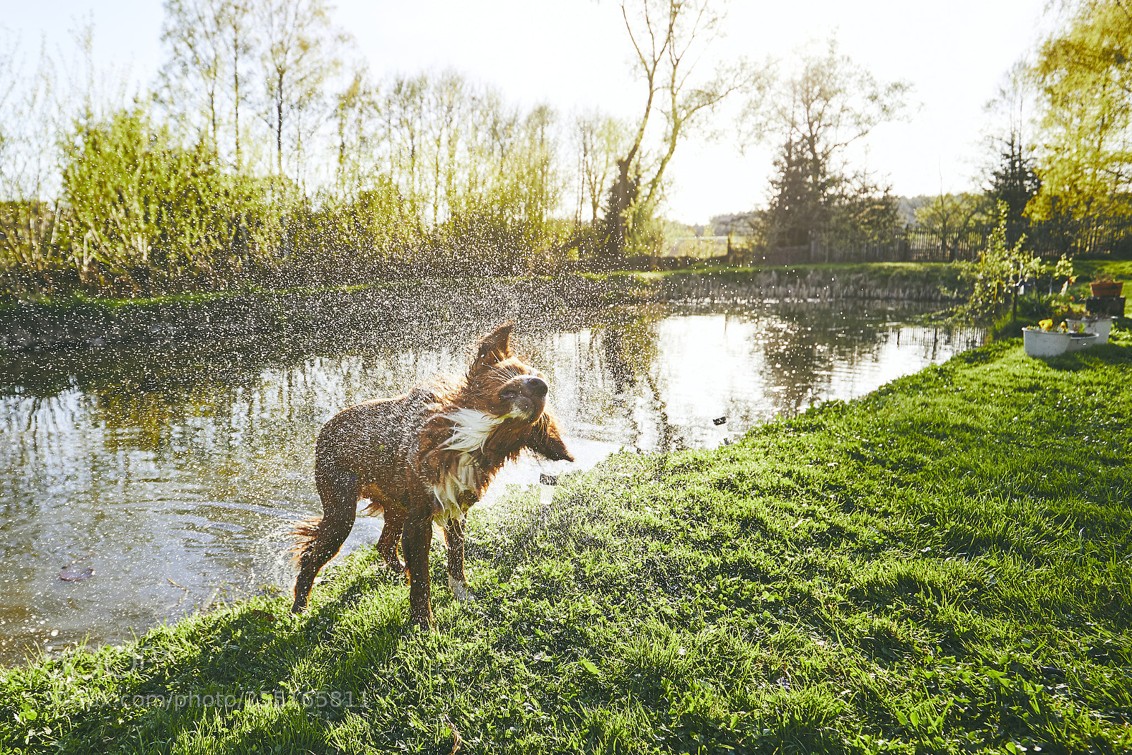 Canon EOS 5D Mark IV sample photo. Dog shaking off water photography