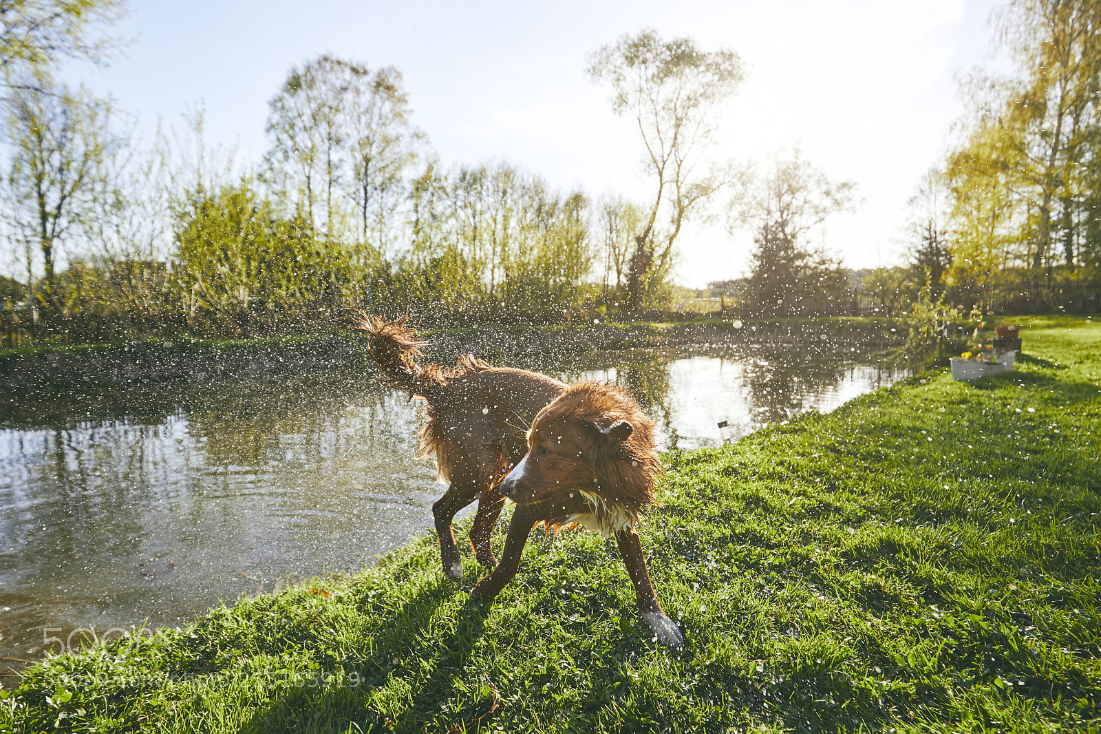 Canon EOS 5D Mark IV sample photo. Dog shaking off water photography