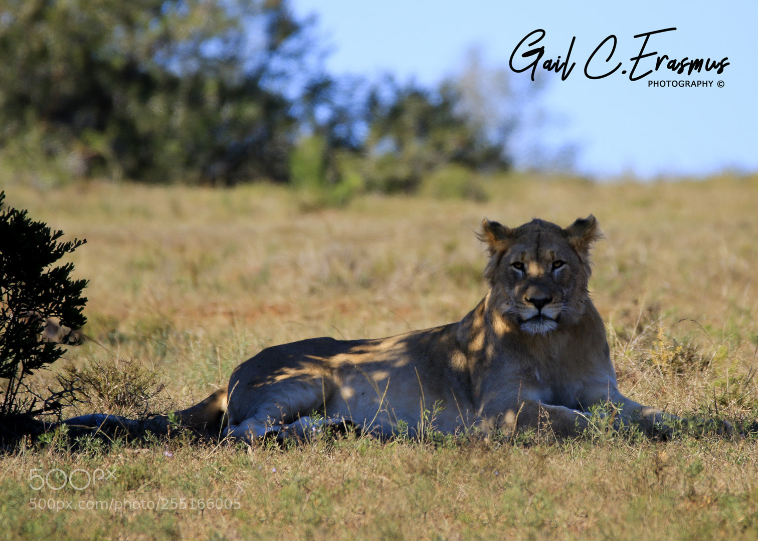 Canon EOS 70D sample photo. Young male lion photography