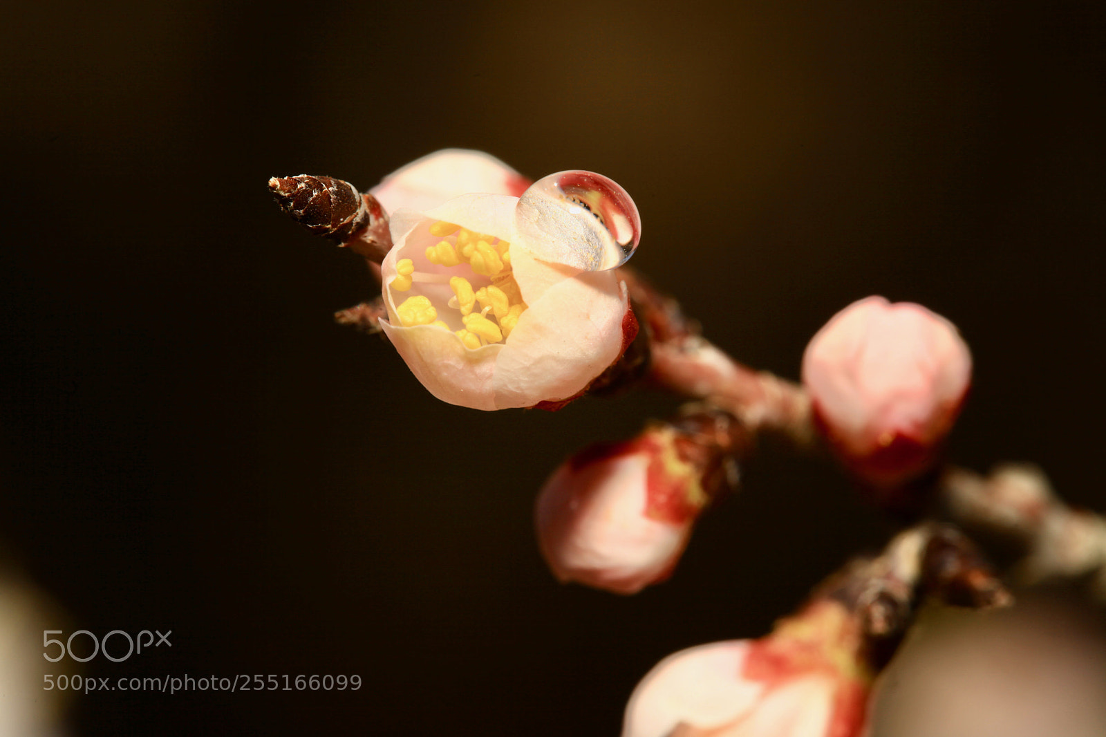 Canon EOS 5D Mark II sample photo. Untitled photography