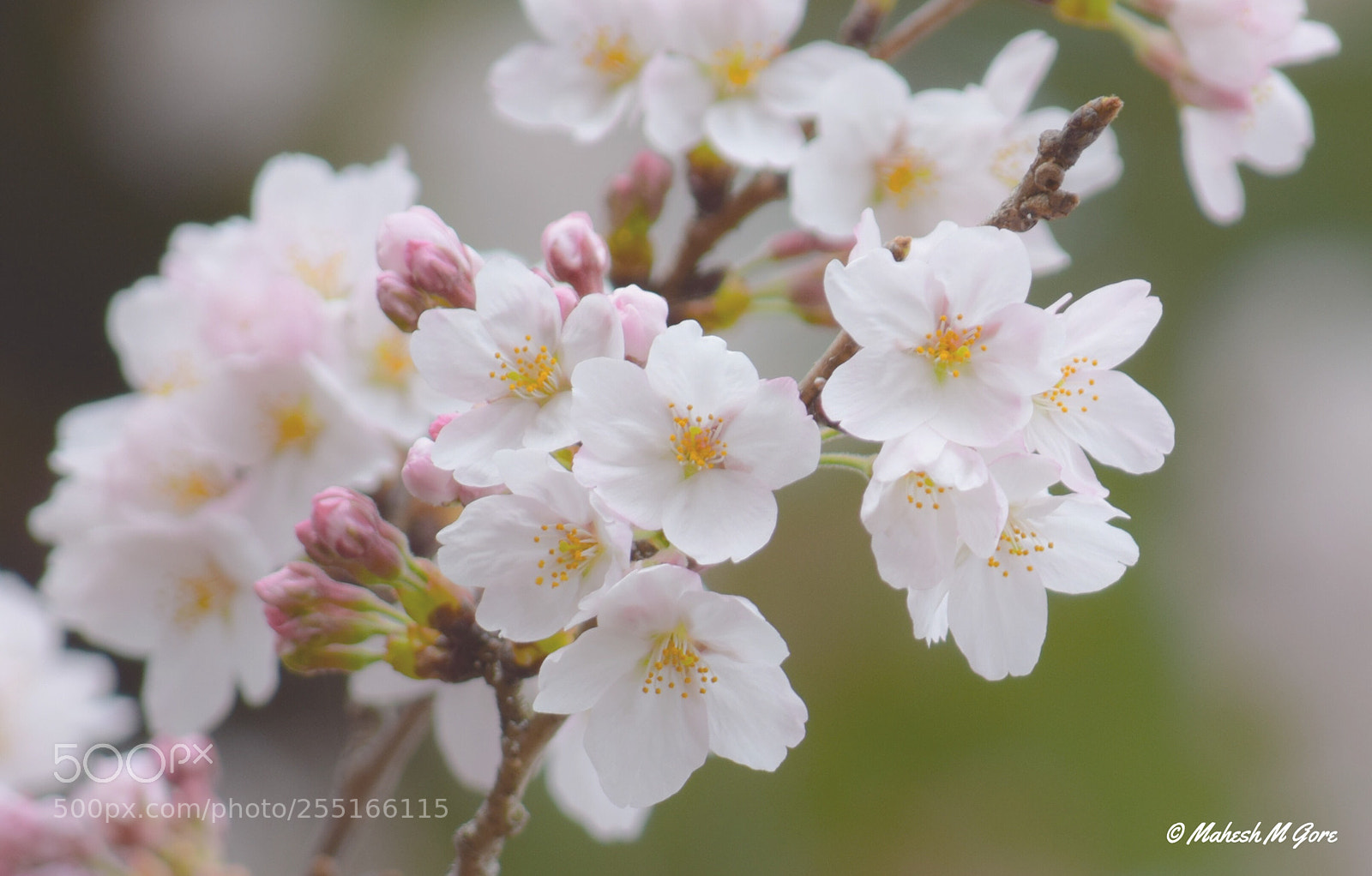 Nikon D5300 sample photo. Refreshers lv  photography