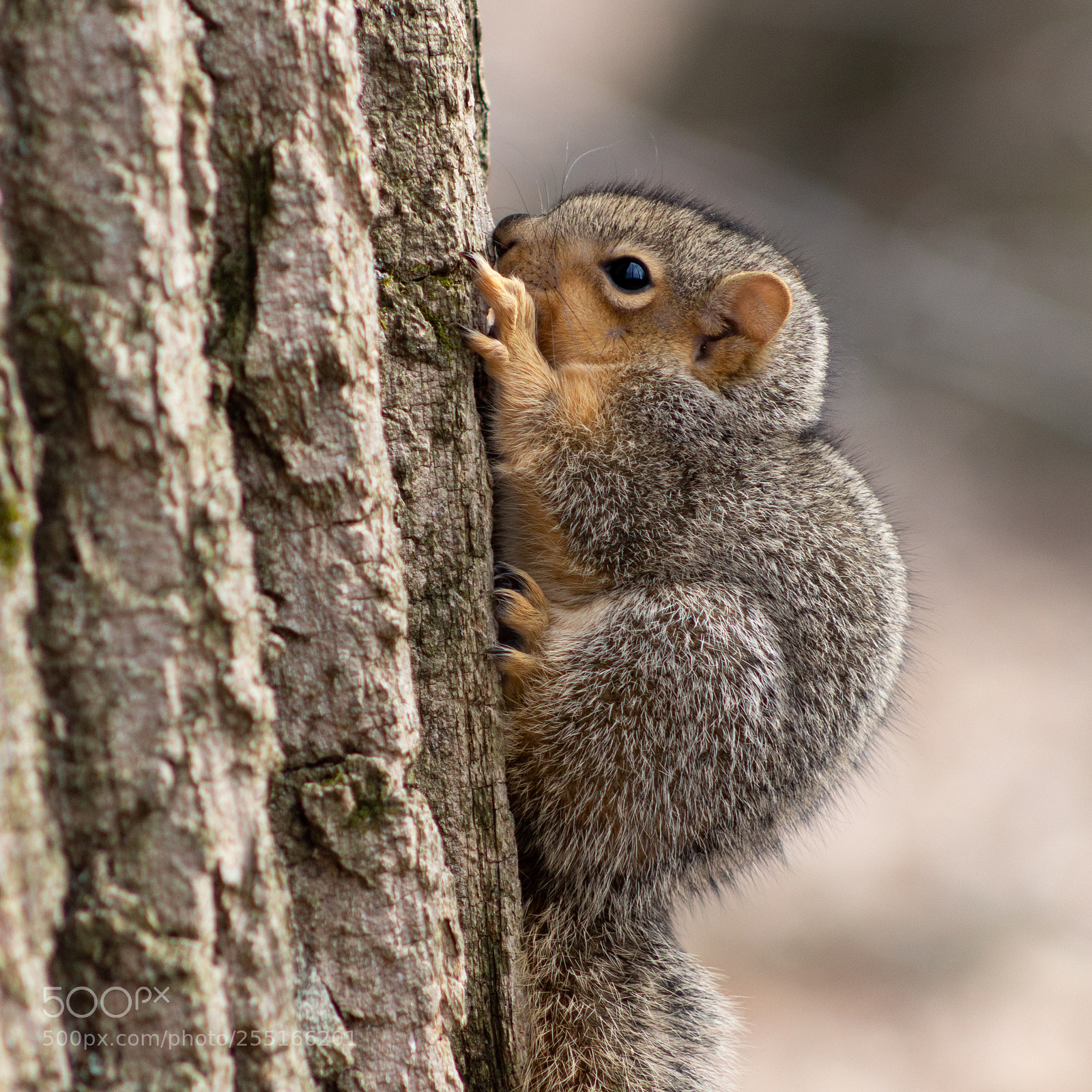 Canon EOS 700D (EOS Rebel T5i / EOS Kiss X7i) sample photo. Young squirrel hiding in photography