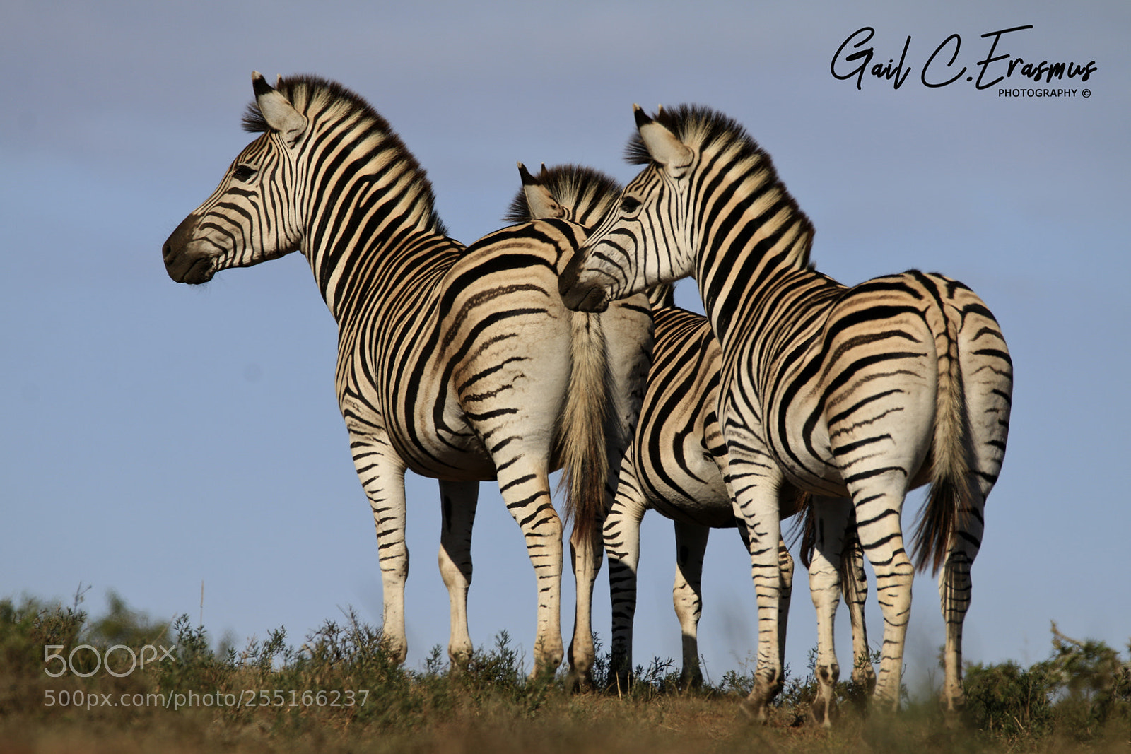 Canon EOS 70D sample photo. Zebra's keeping watch photography