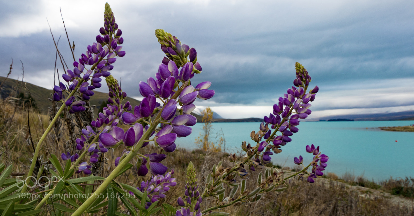 Canon EOS 80D sample photo. Turquoise setting for lupin photography