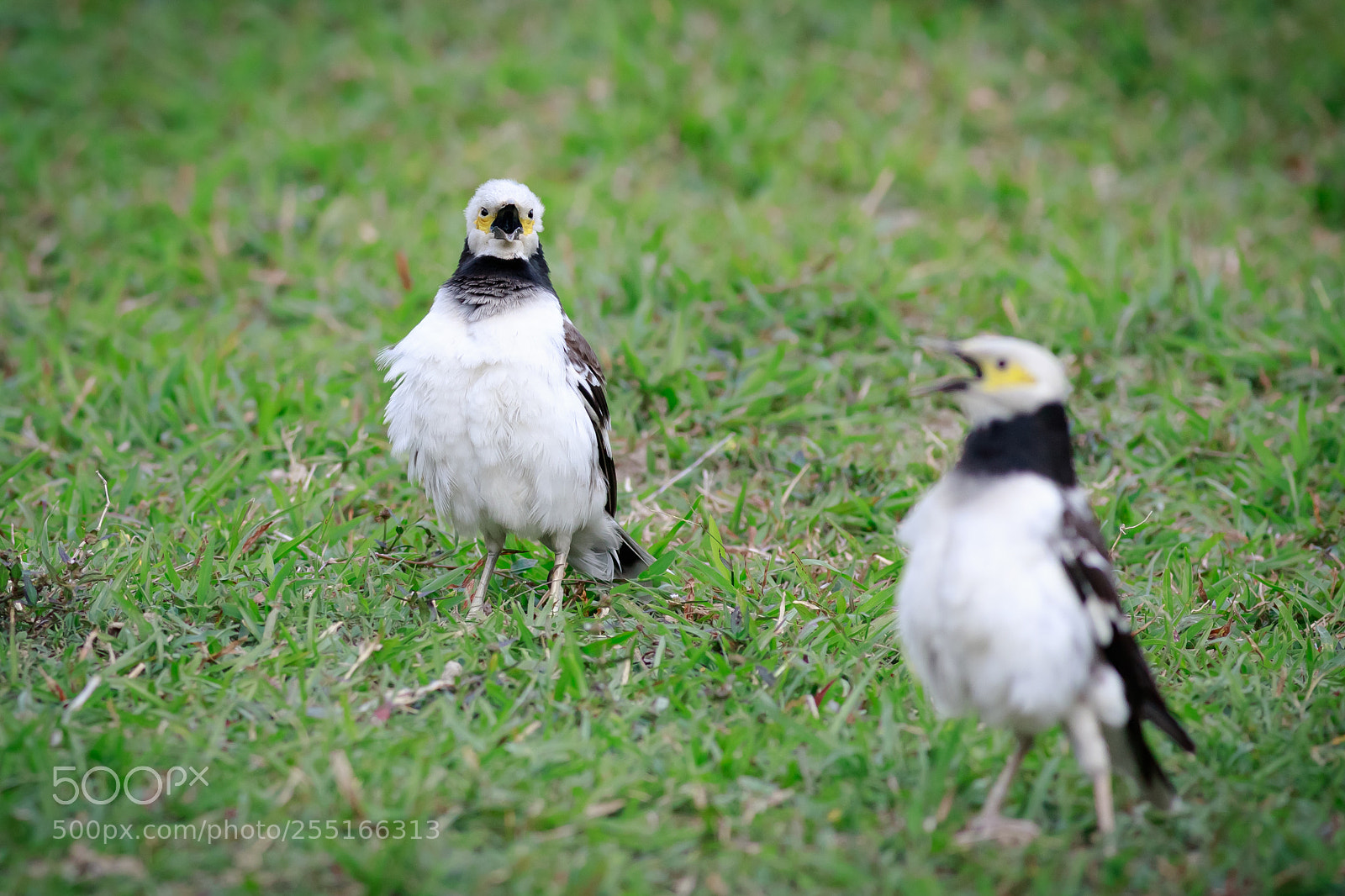 Canon EOS 6D Mark II sample photo. Bird choir photography