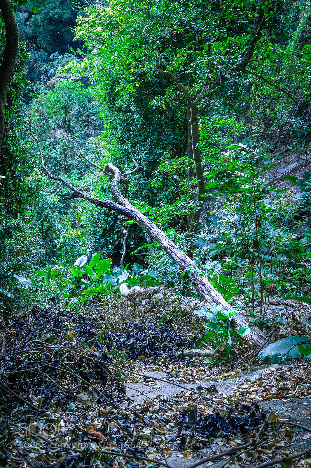 Canon EOS 6D Mark II sample photo. Falling tree photography