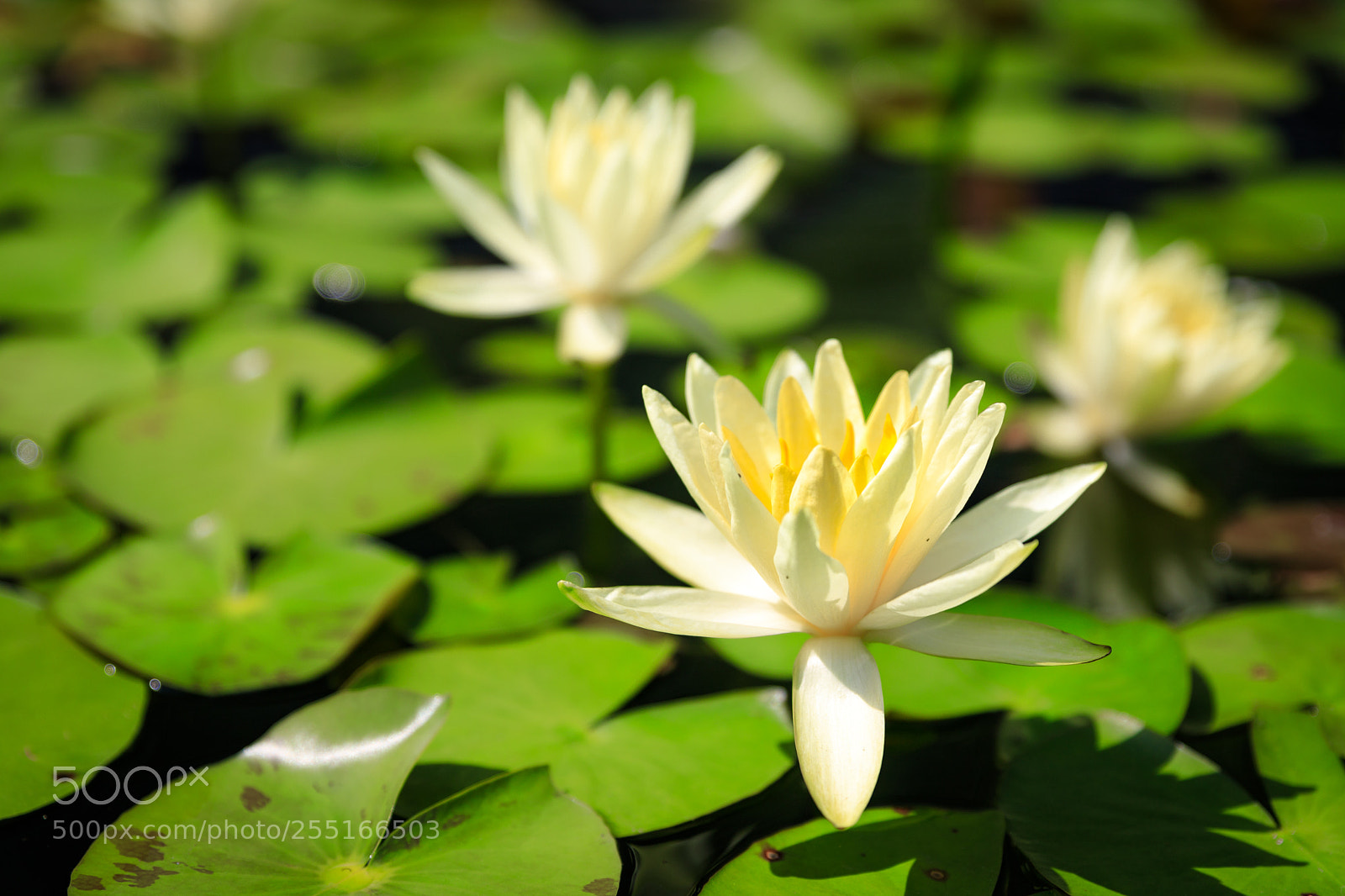 Canon EOS 6D Mark II sample photo. Lotus pond 02 photography