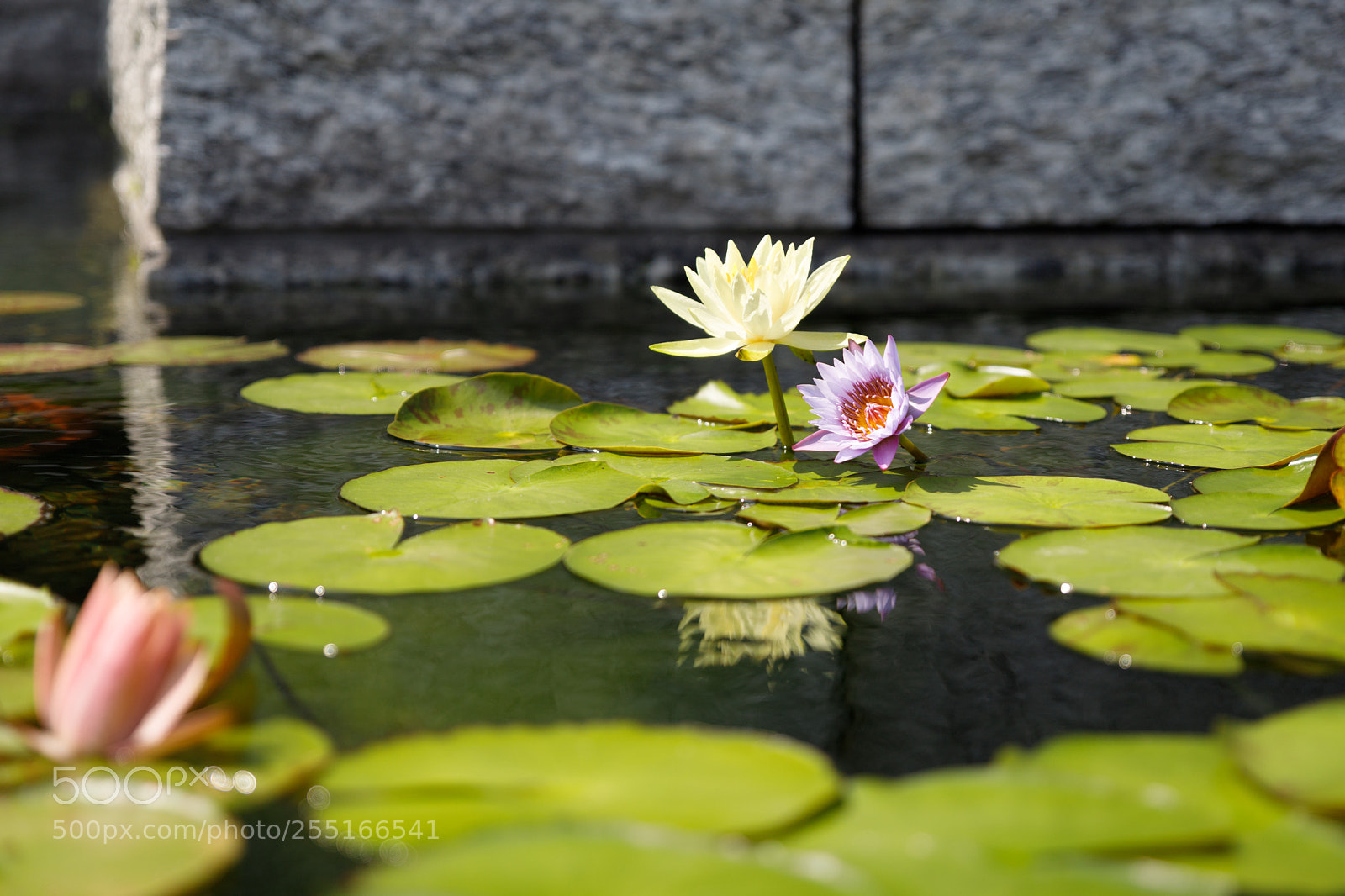 Canon EOS 6D Mark II sample photo. Water lotus pond 01 photography