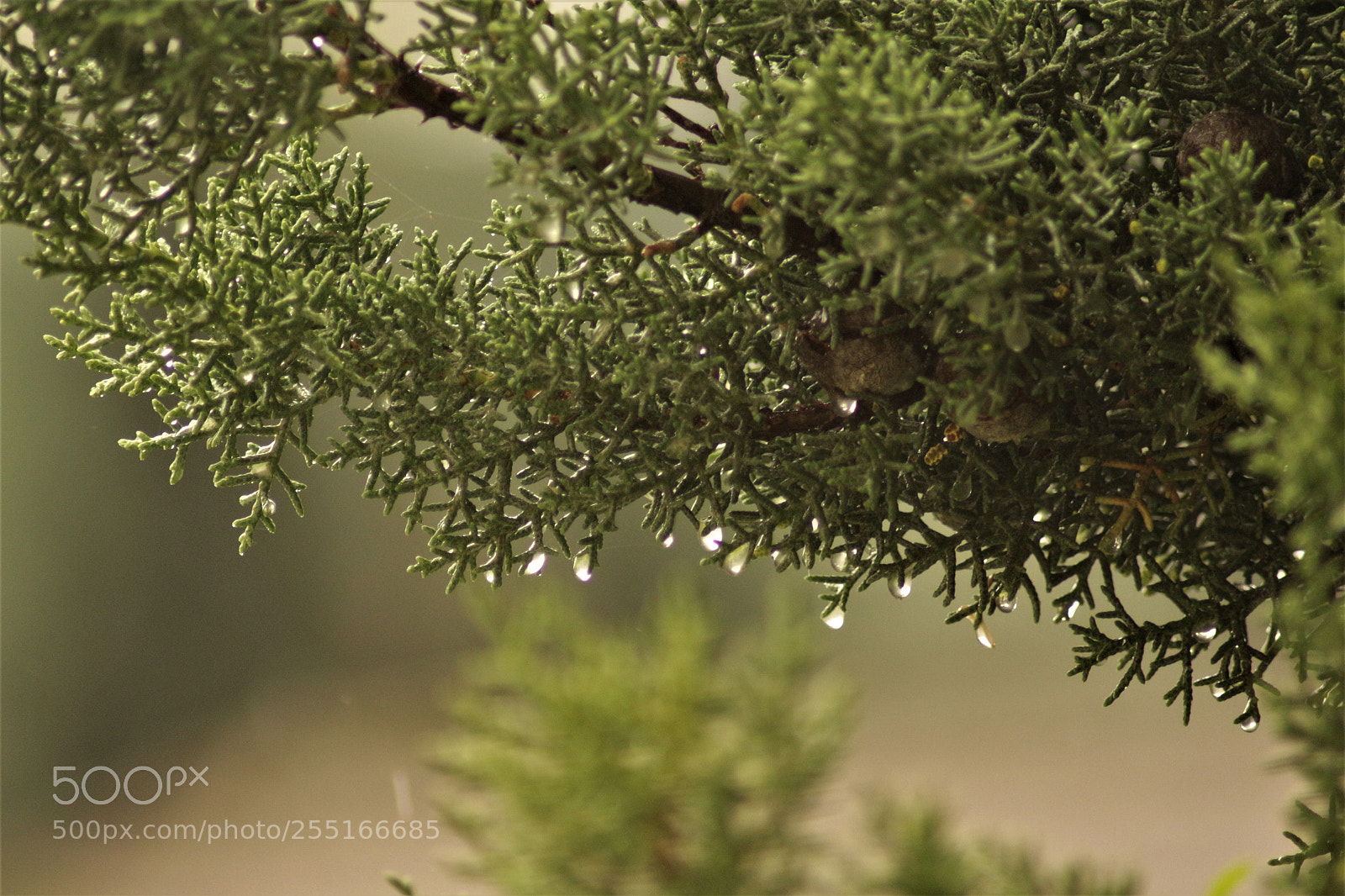 Canon EOS 700D (EOS Rebel T5i / EOS Kiss X7i) sample photo. Rain photography