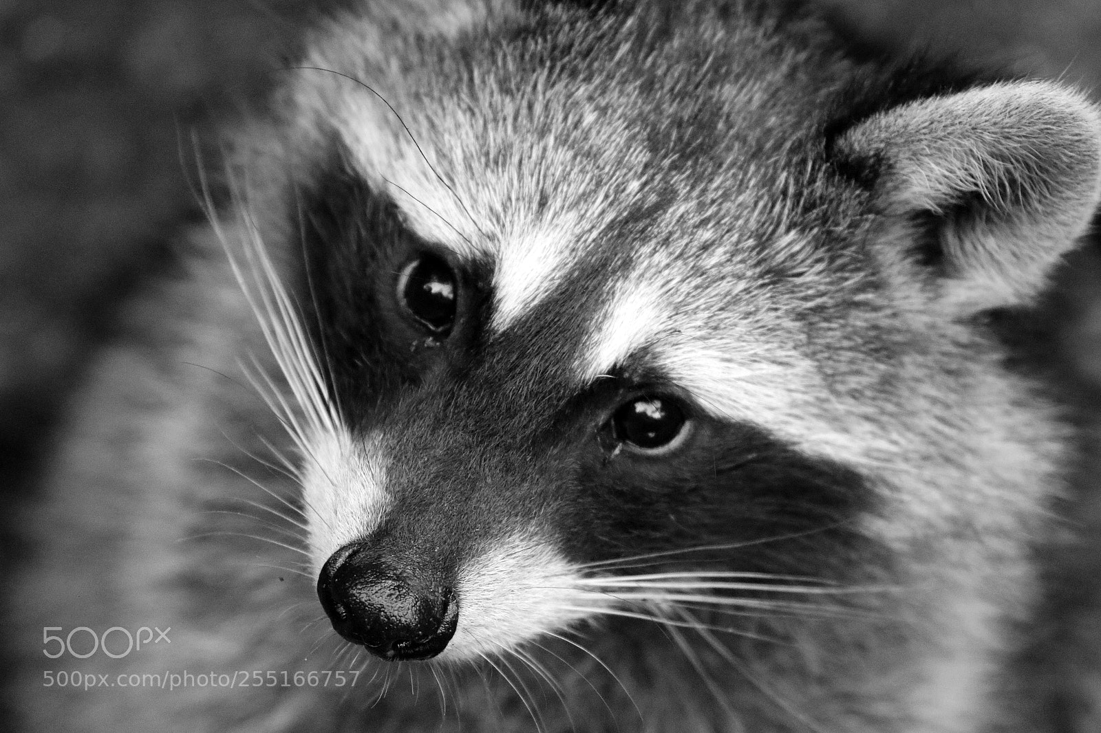 Canon EOS 7D Mark II sample photo. Bandit photography