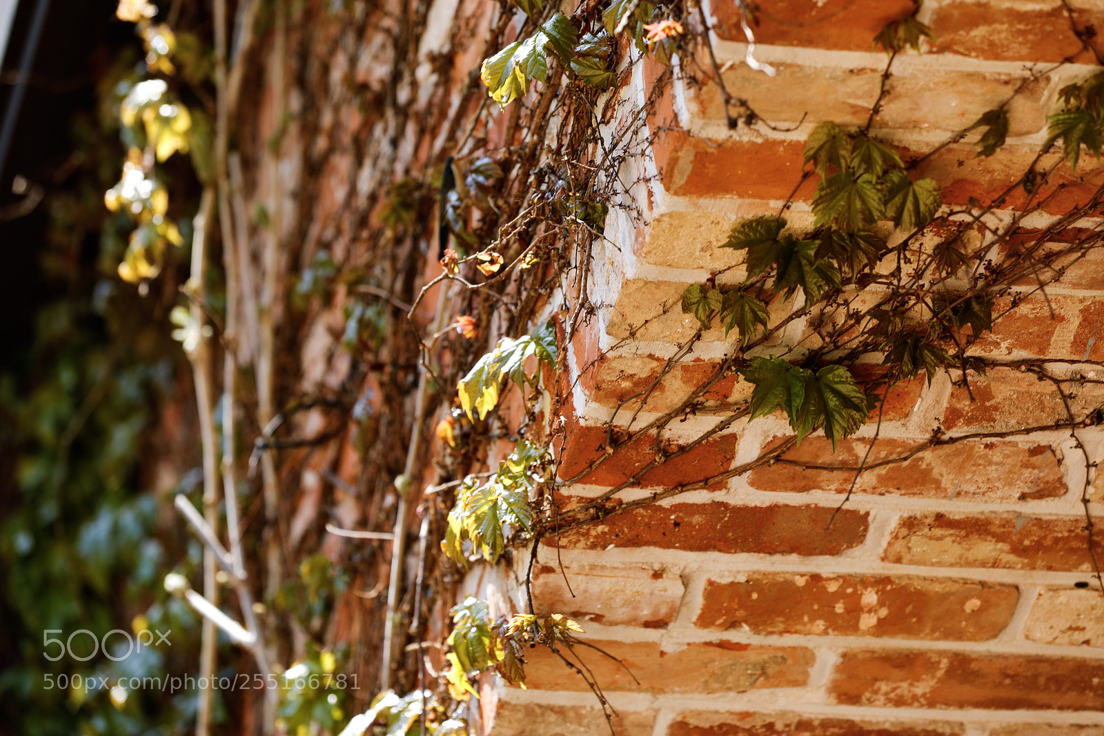 Canon EOS 5D Mark IV sample photo. Untitled photography