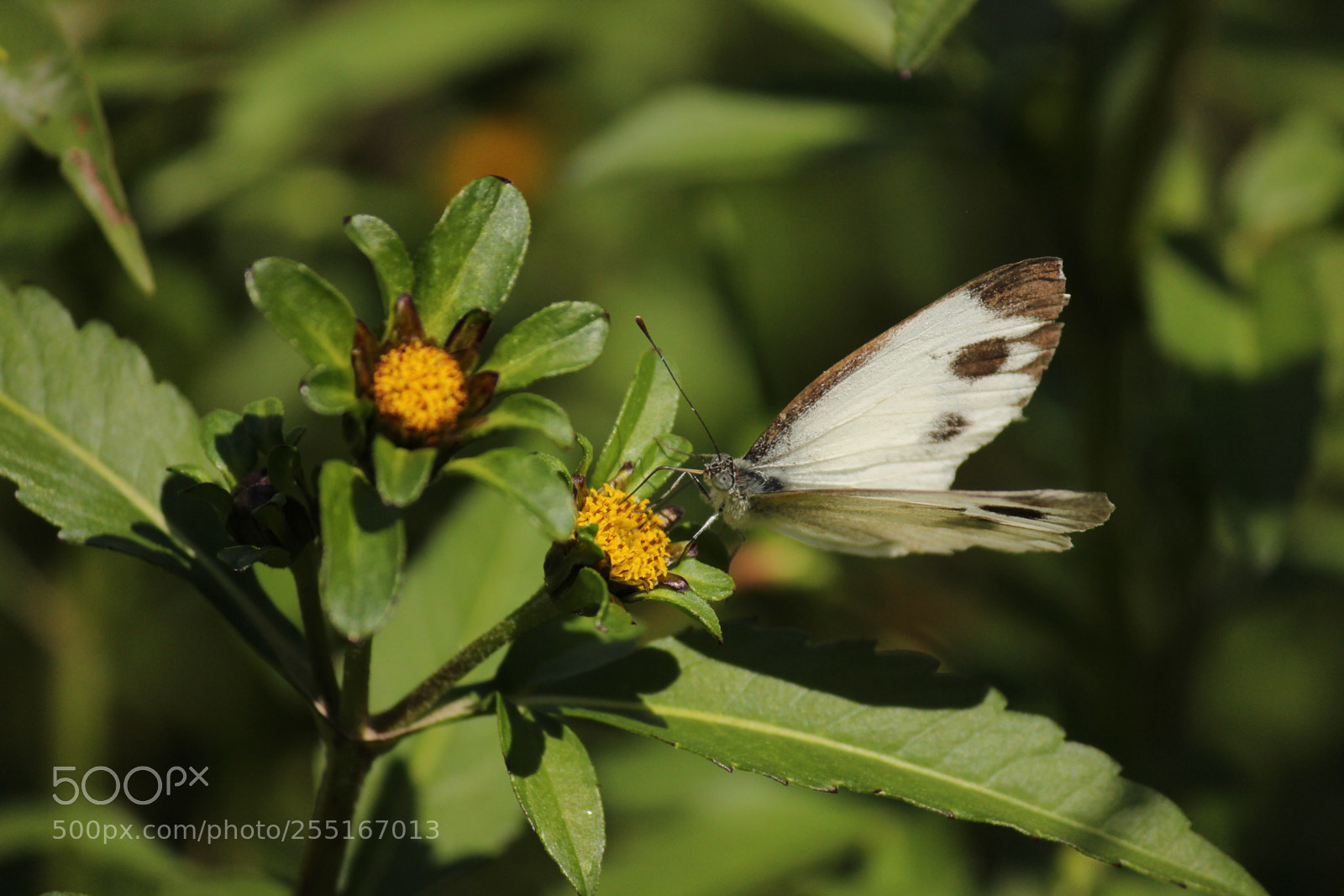 Canon EF-S 55-250mm F4-5.6 IS II sample photo. Large cabbage white photography
