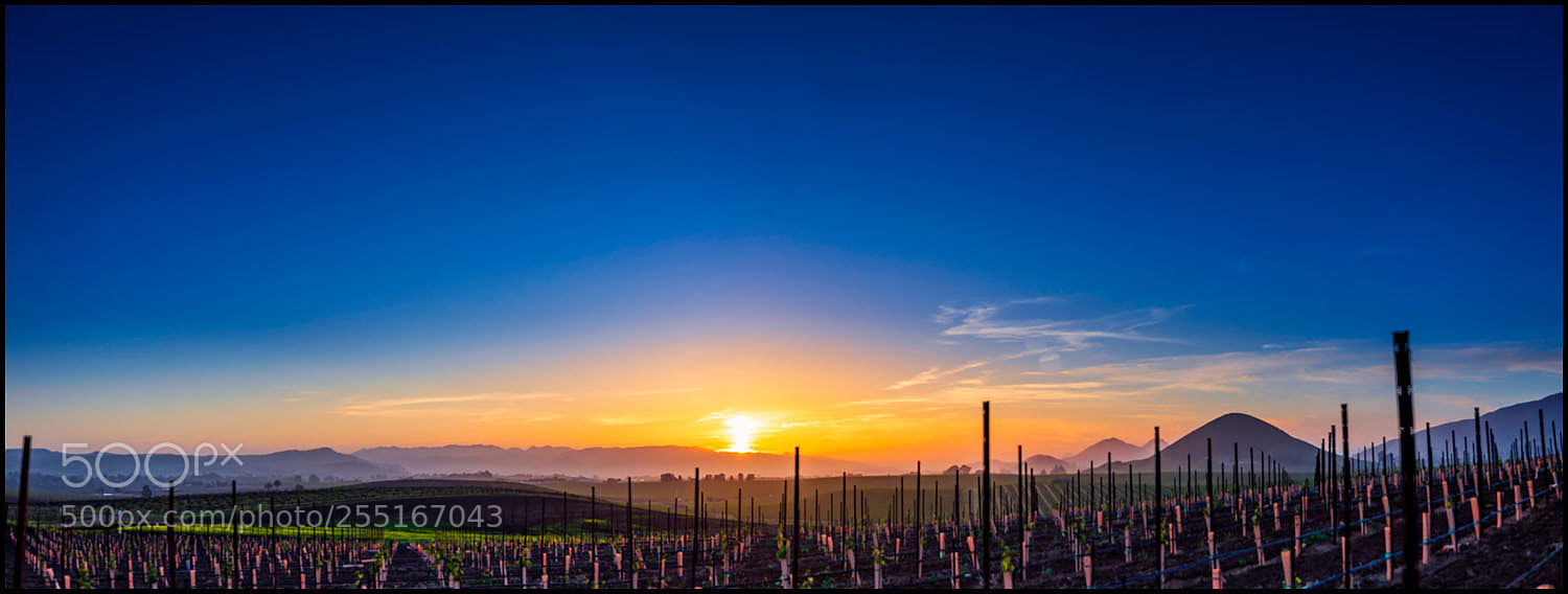 Canon EOS 5D Mark IV sample photo. Edna valley vineyard sunset photography