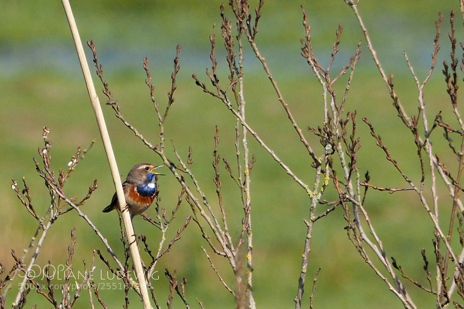 Olympus OM-D E-M10 II sample photo. Blaukehlchen photography