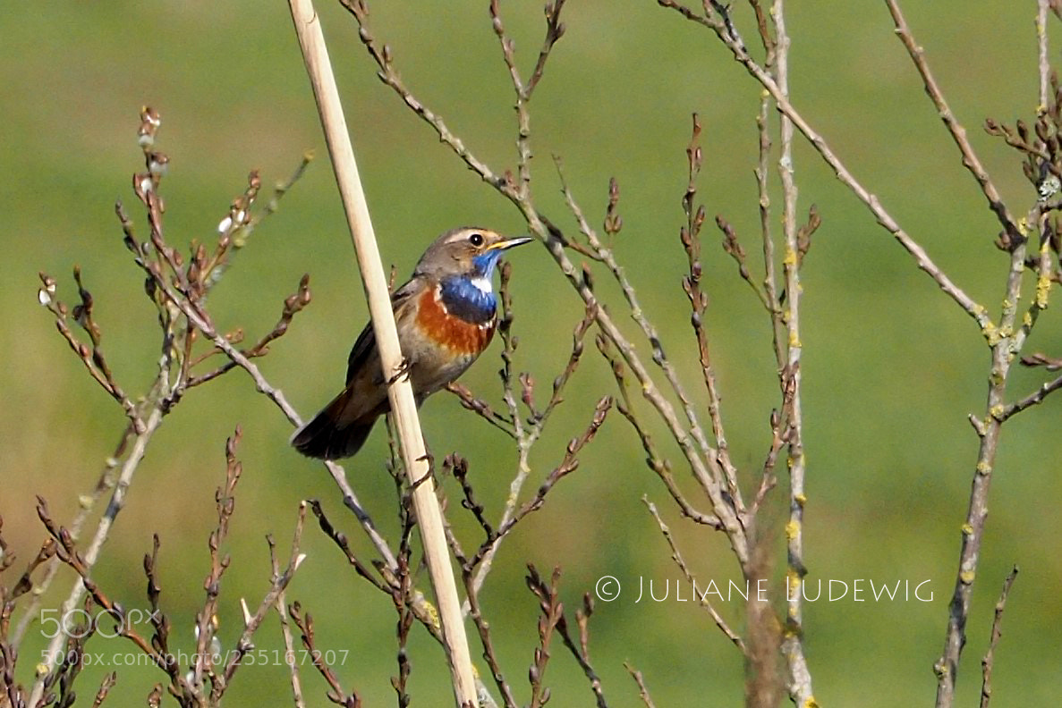 Olympus OM-D E-M10 II sample photo. Blaukehlchen photography