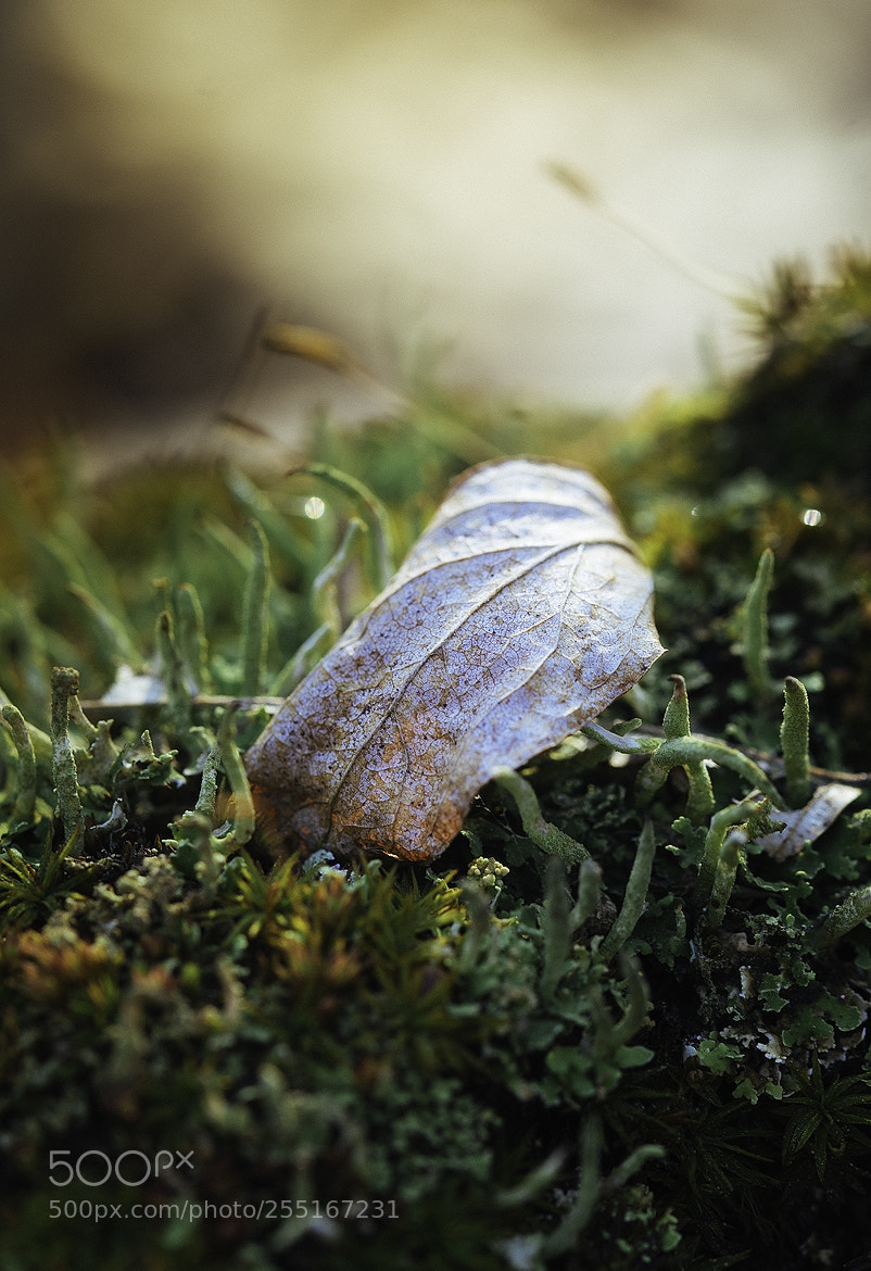 Nikon D600 sample photo. Noonhill photography