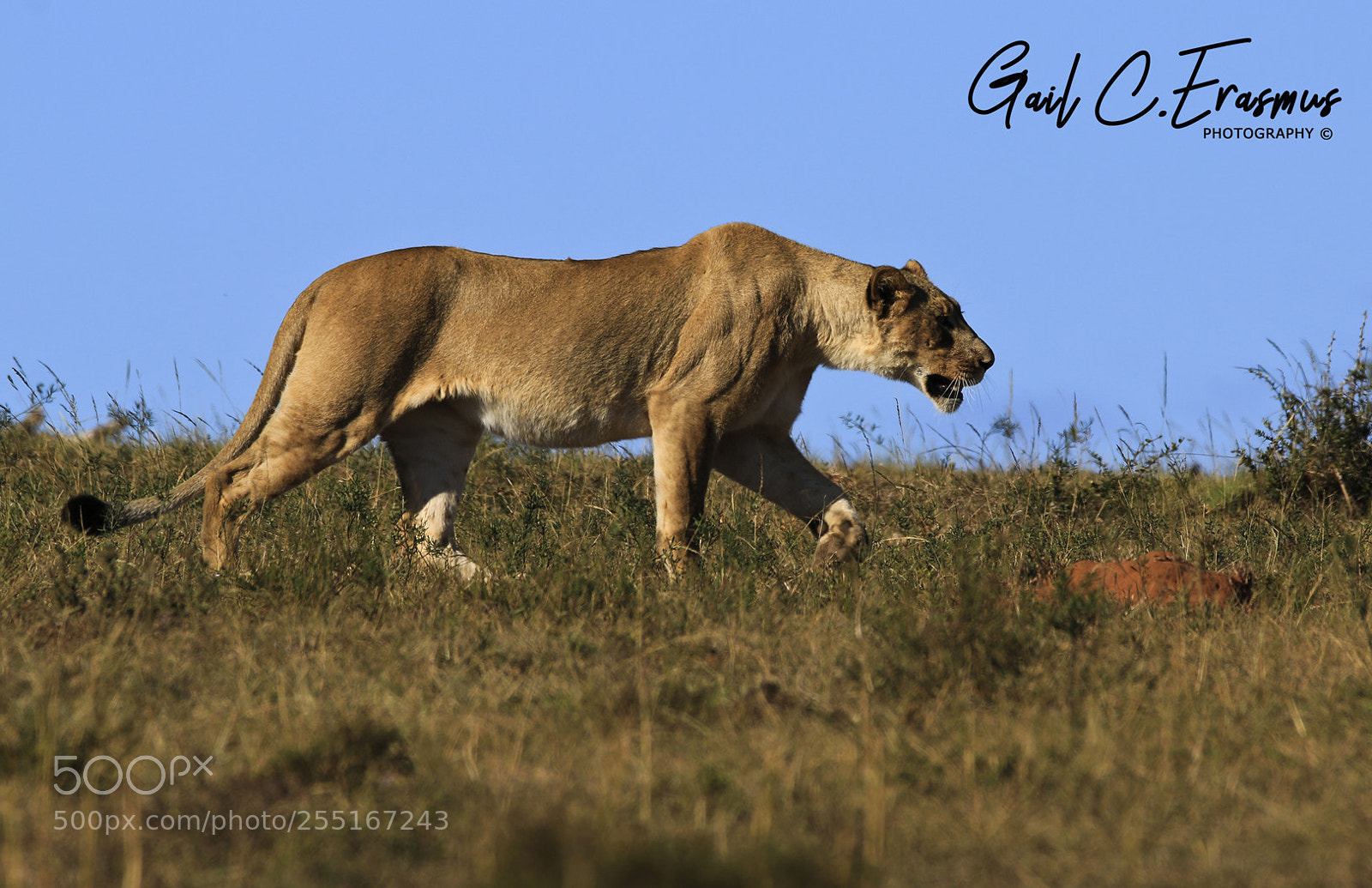 Canon EOS 70D sample photo. Lioness prowling photography